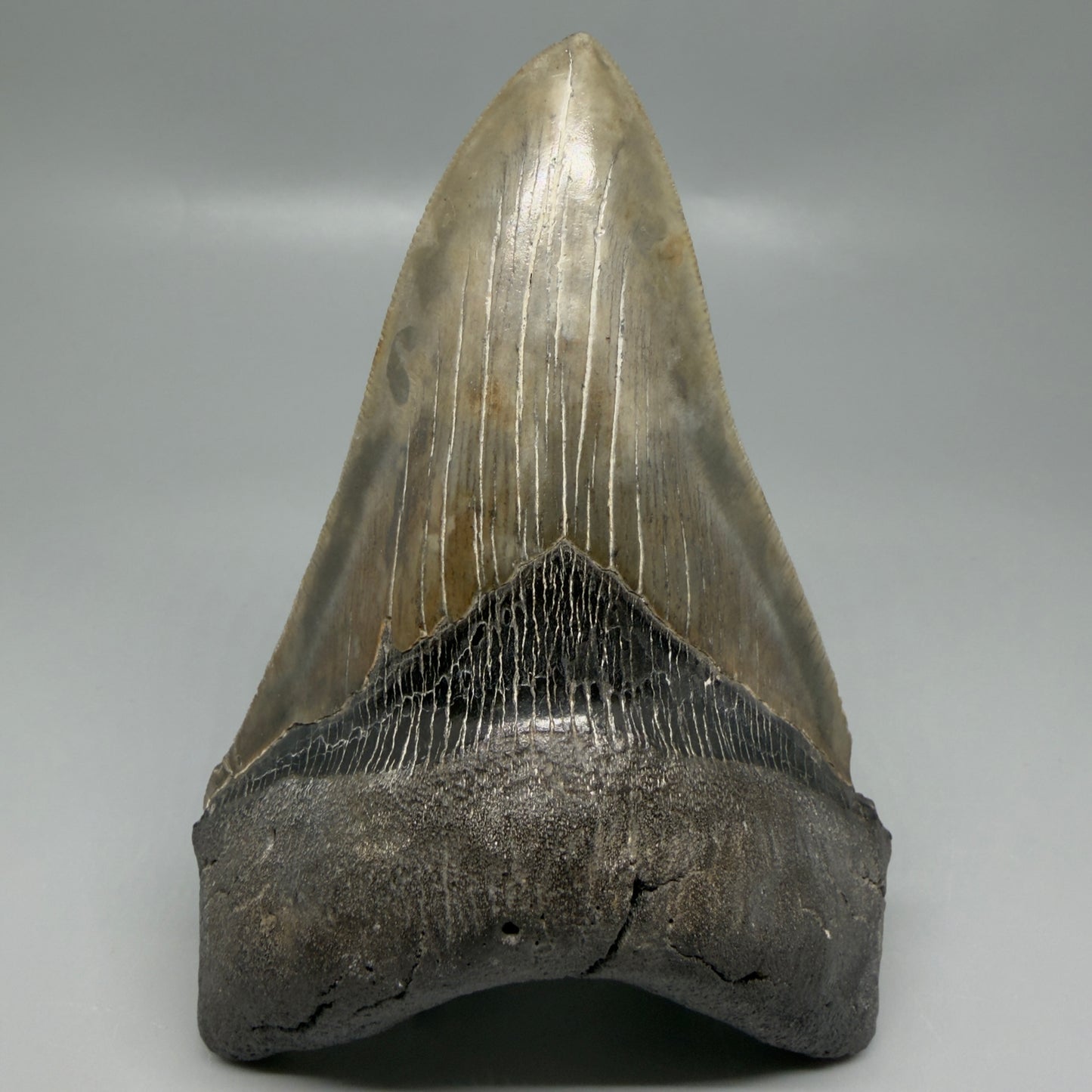 Front View Colorful, lower 5.09" Fossil Megalodon Tooth - South Carolina CM6337