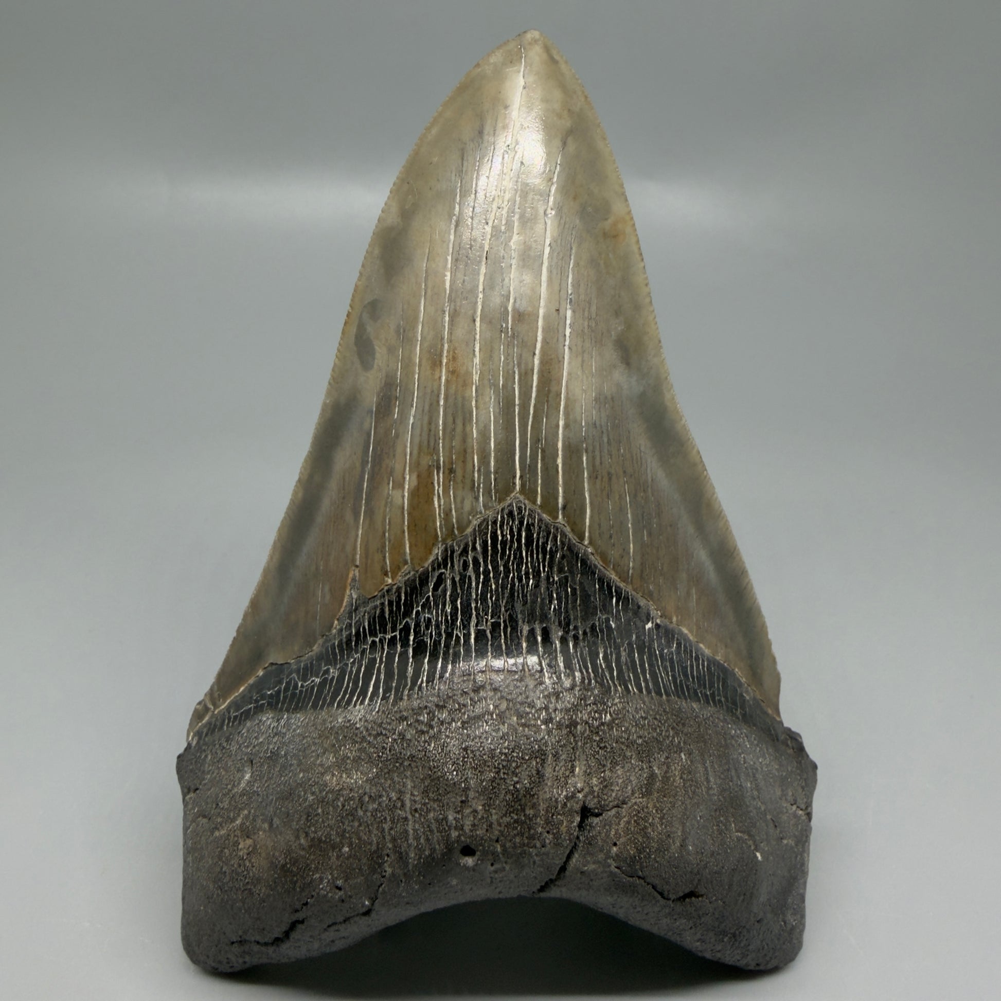 Front View Colorful, lower 5.09" Fossil Megalodon Tooth - South Carolina CM6337