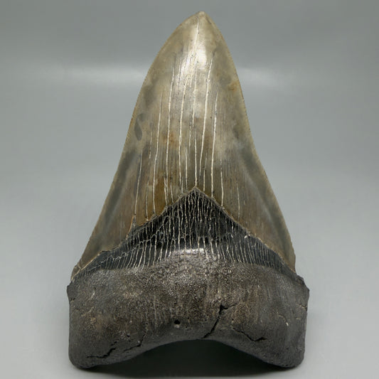 Front View Colorful, lower 5.09" Fossil Megalodon Tooth - South Carolina CM6337