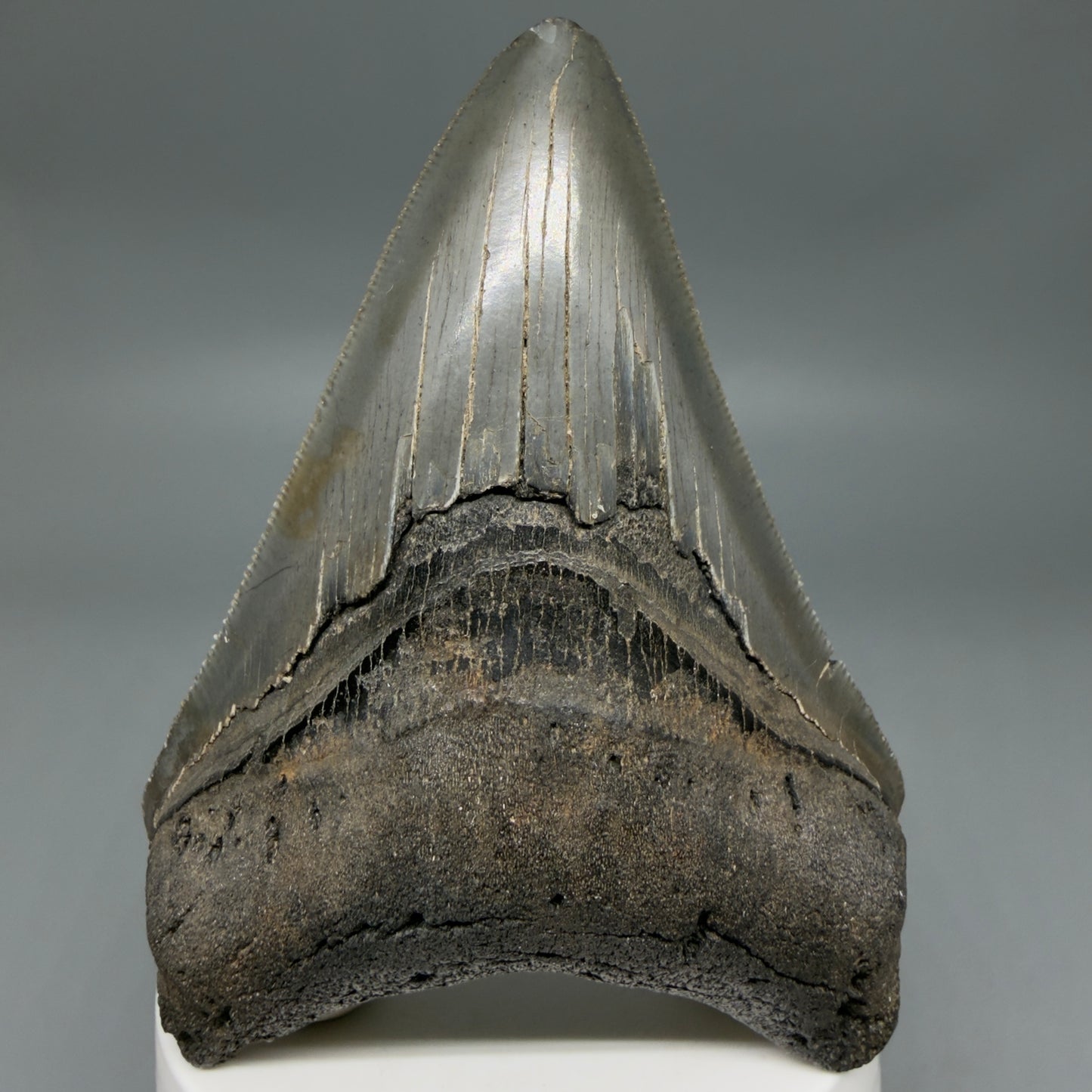 Front View Colorful lower, sharply serrated 3.65" Fossil Megalodon Tooth from South Carolina MJ154 