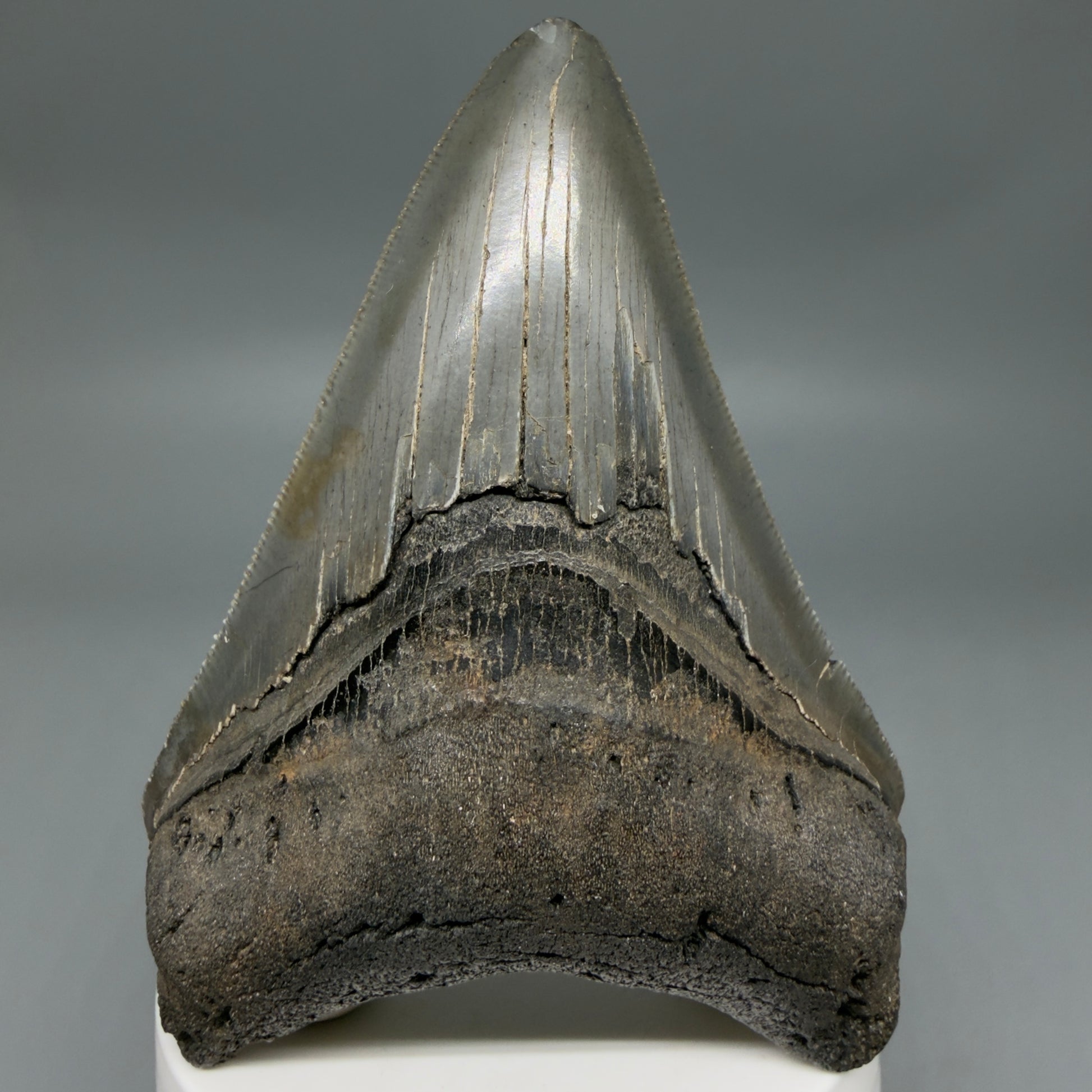 Front View Colorful lower, sharply serrated 3.65" Fossil Megalodon Tooth from South Carolina MJ154 