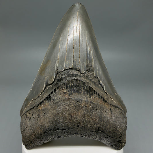 Front View Colorful lower, sharply serrated 3.65" Fossil Megalodon Tooth from South Carolina MJ154 