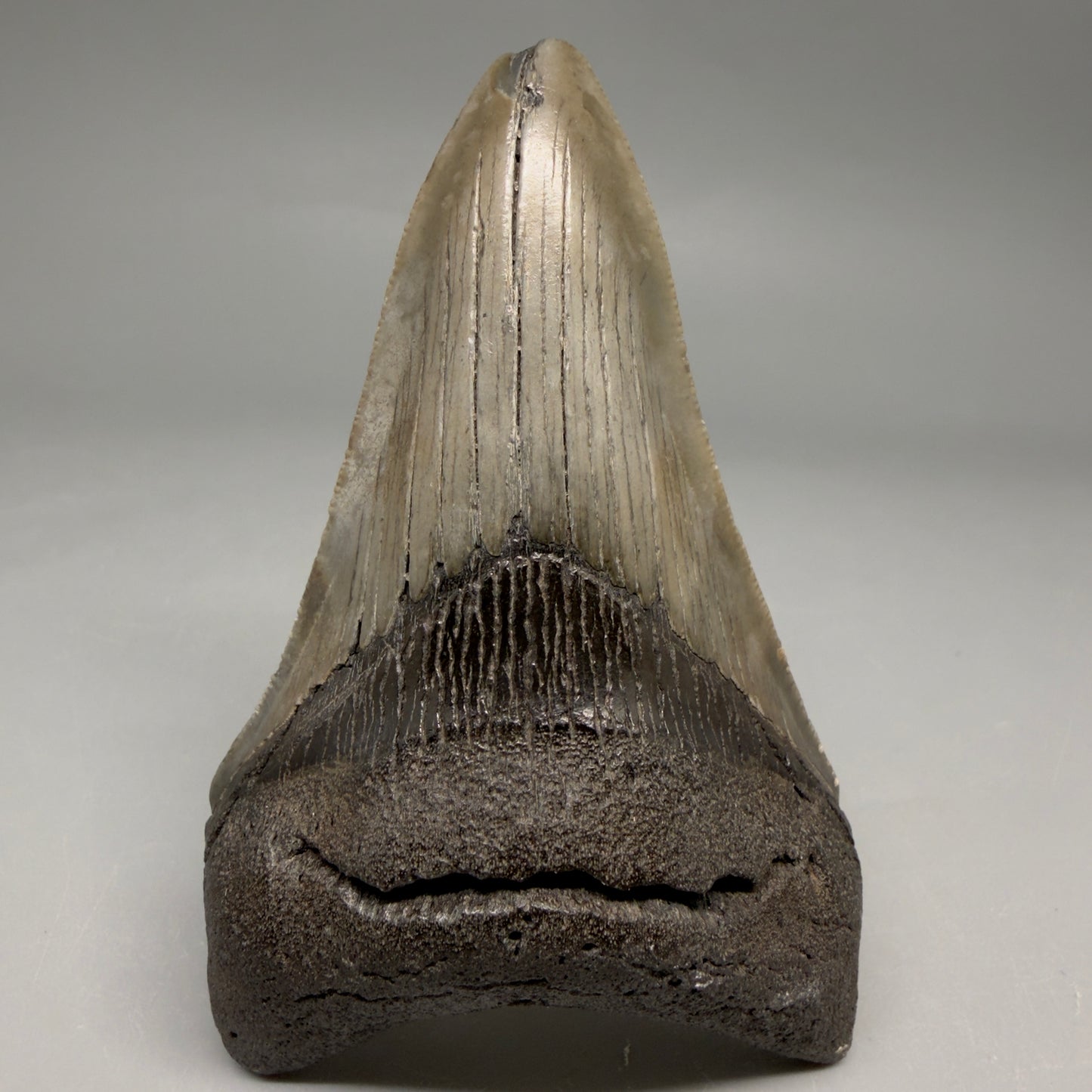 Front View Colorful lower, sharply serrated 3.72" Fossil Megalodon Tooth from South Carolina megalodonteeth.com CM6568
