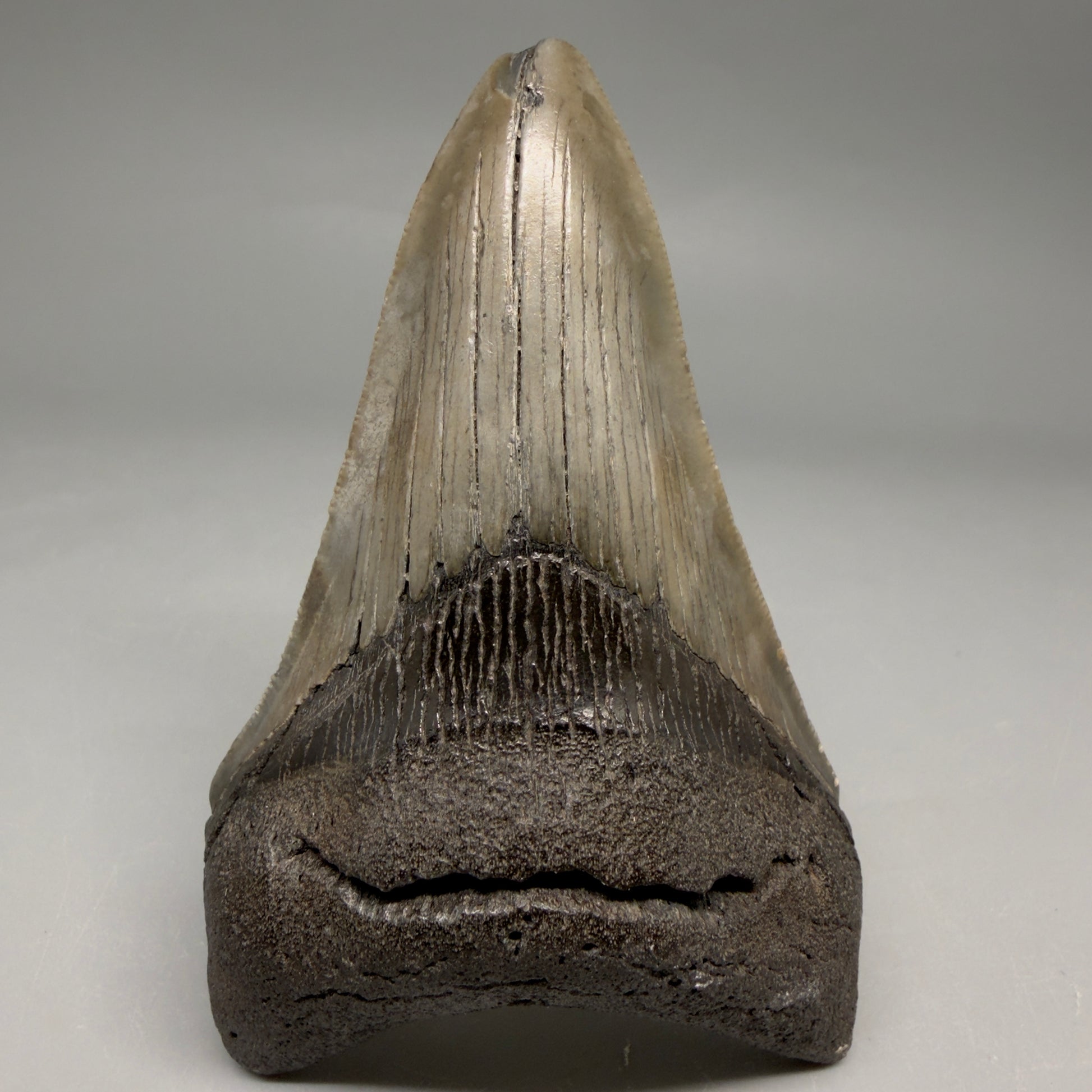 Front View Colorful lower, sharply serrated 3.72" Fossil Megalodon Tooth from South Carolina megalodonteeth.com CM6568