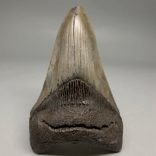 Front View Colorful lower, sharply serrated 3.72" Fossil Megalodon Tooth from South Carolina megalodonteeth.com CM6568