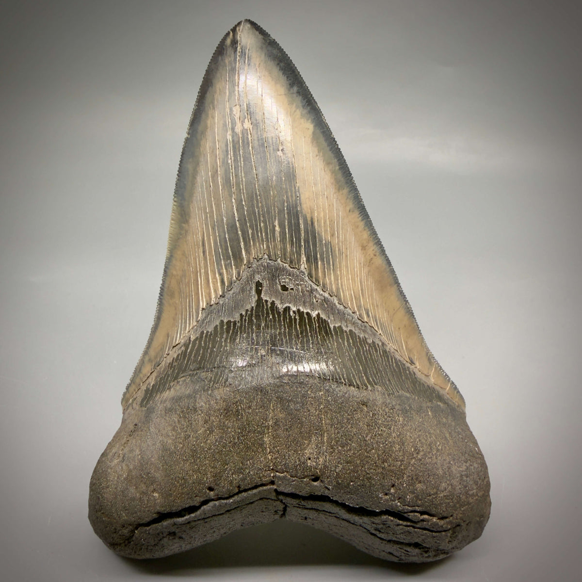 Front View Colorful lower, sharply serrated 5.33" Fossil Megalodon Tooth from South Carolina megalodonteeth.com CM6702