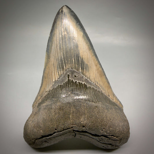 Front View Colorful lower, sharply serrated 5.33" Fossil Megalodon Tooth from South Carolina megalodonteeth.com CM6702
