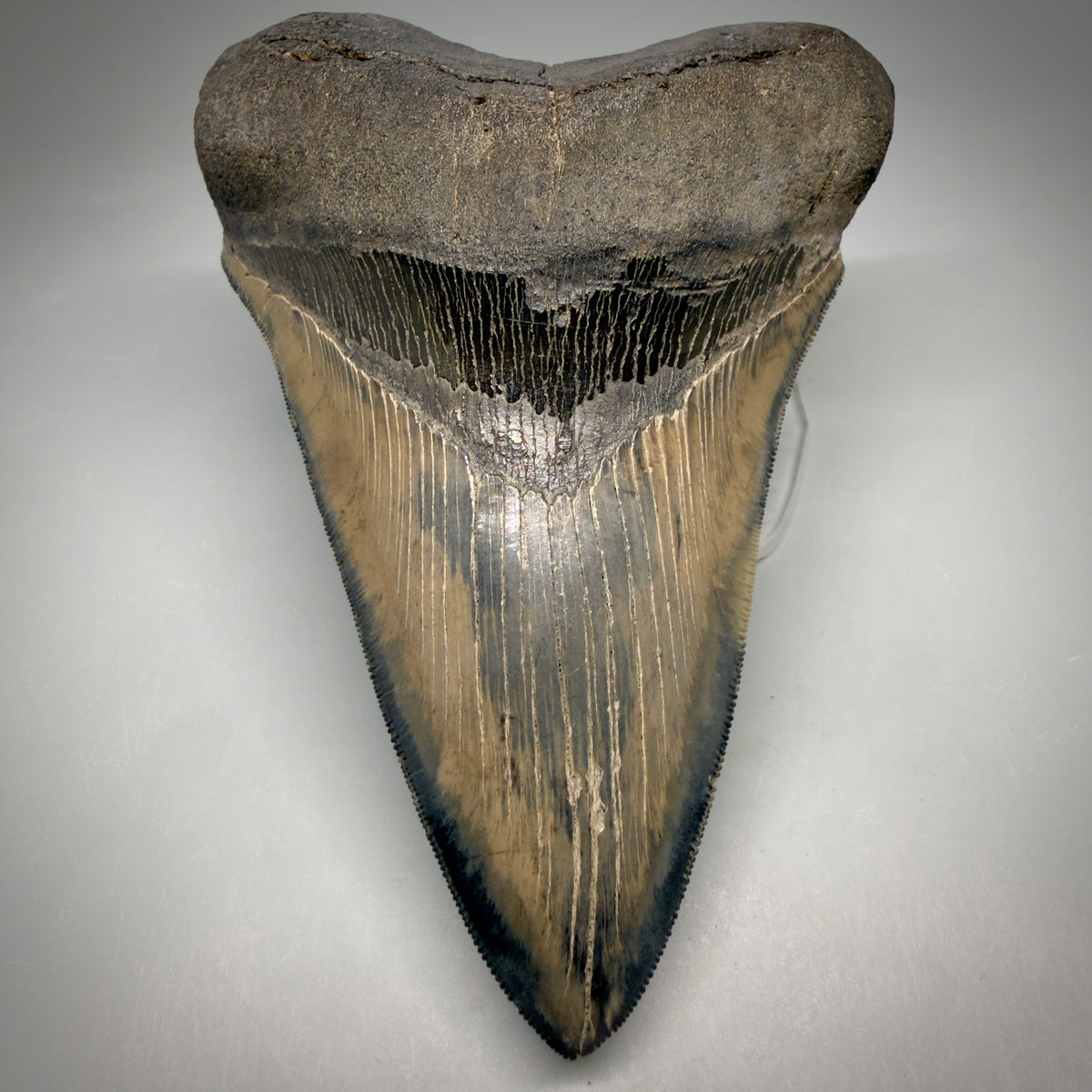 Front View Colorful lower, sharply serrated 5.33" Fossil Megalodon Tooth from South Carolina megalodonteeth.com CM6702 - 1