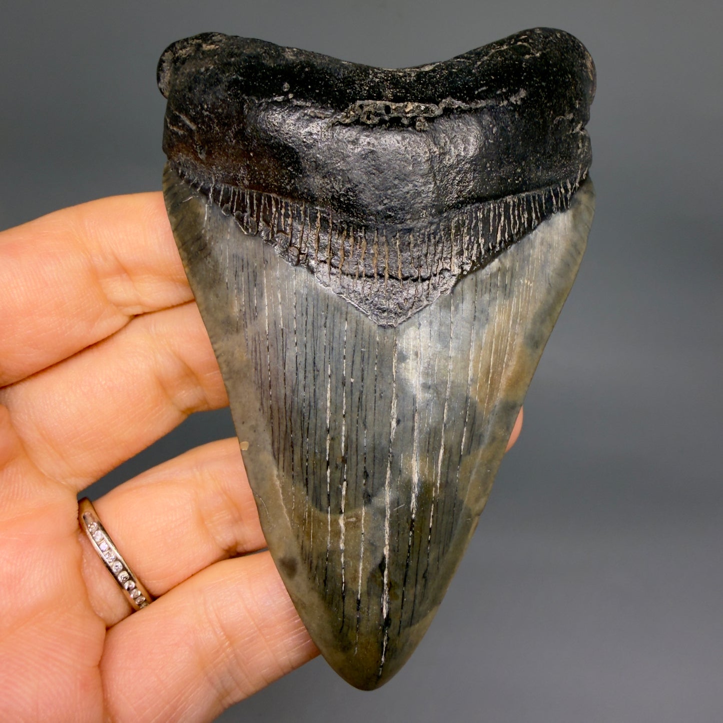 Front View Colorful prints 3.87" Megalodon Tooth – Fossil Megalodon Tooth from South Carolina megalodonteeth.com CM6571