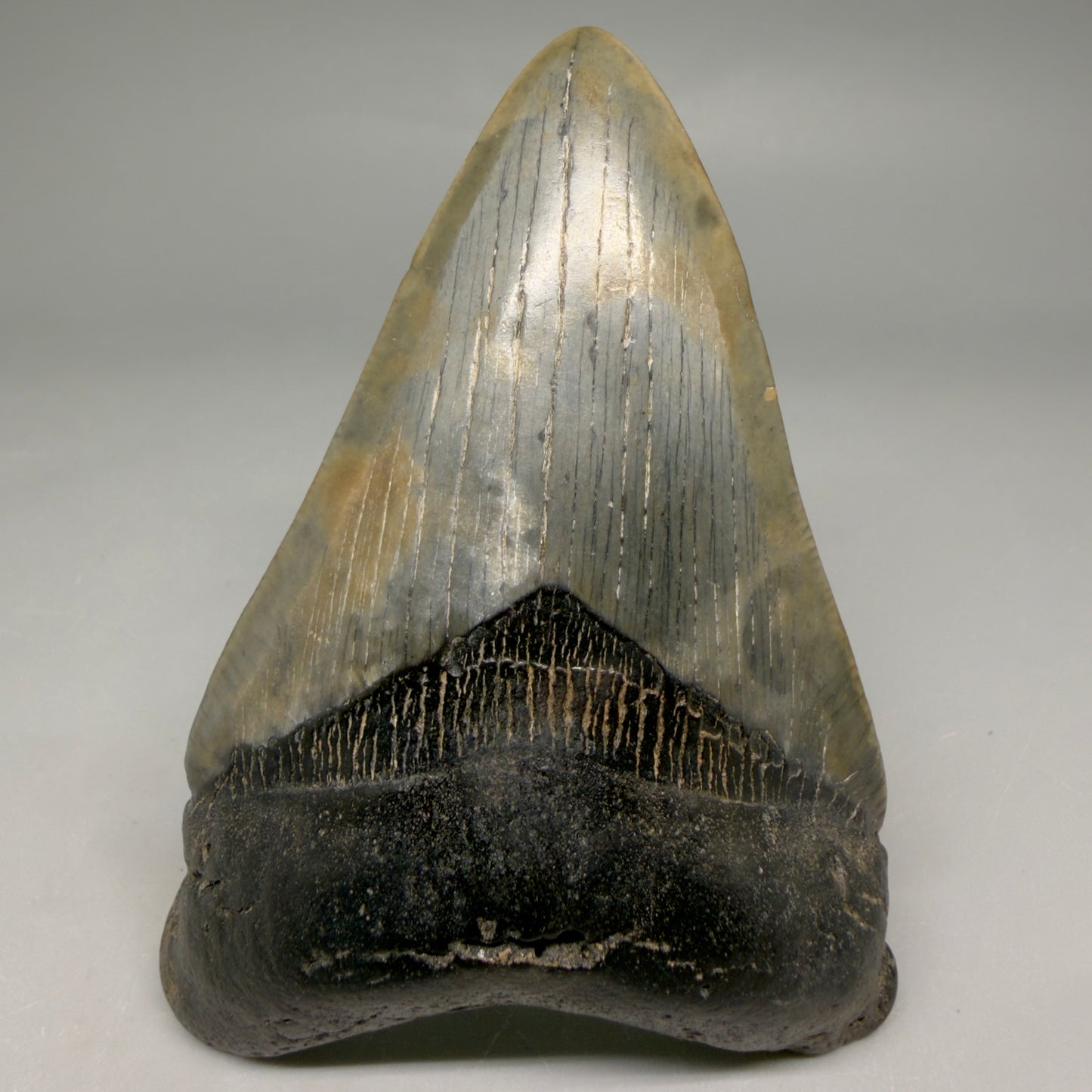 Front View Colorful prints 3.87" Megalodon Tooth – Fossil Megalodon Tooth from South Carolina megalodonteeth.com CM6571 - 1
