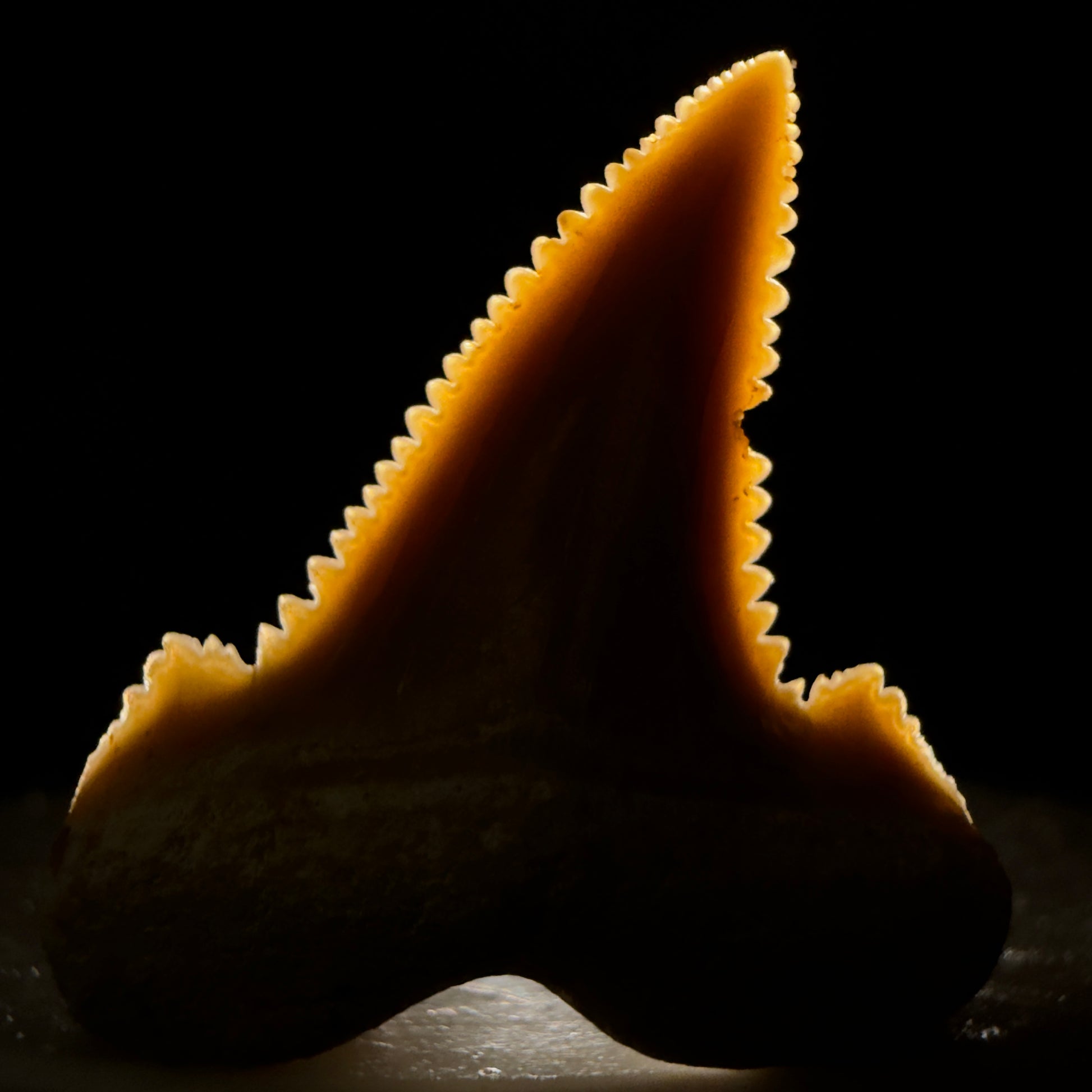 Front View Colorful, serrated 1.20" Fossil Carcharocles sokolowi (auriculatus) Shark Tooth - Western Sahara AU400 - 1