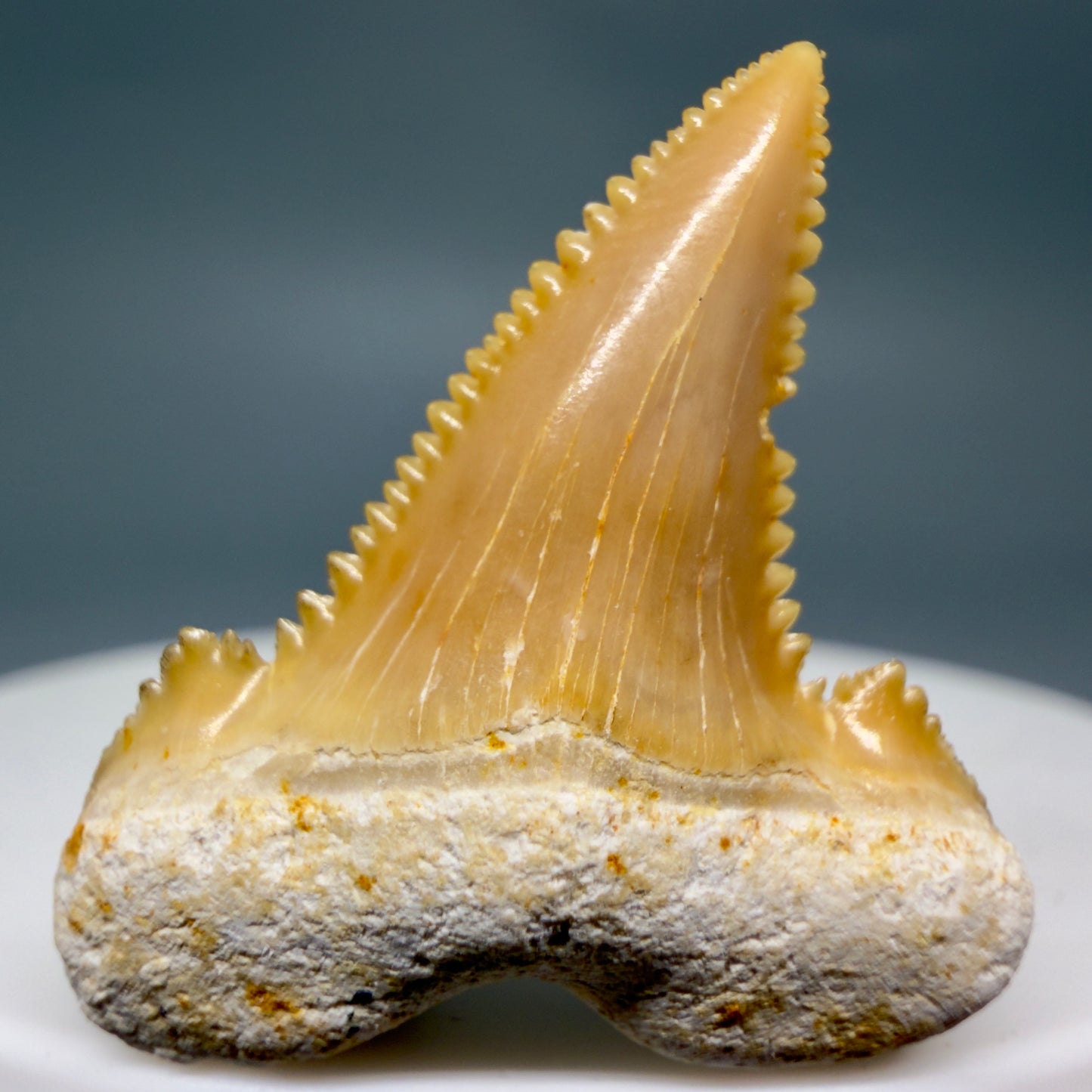 Front View Colorful, serrated 1.20" Fossil Carcharocles sokolowi (auriculatus) Shark Tooth - Western Sahara AU400 - 3