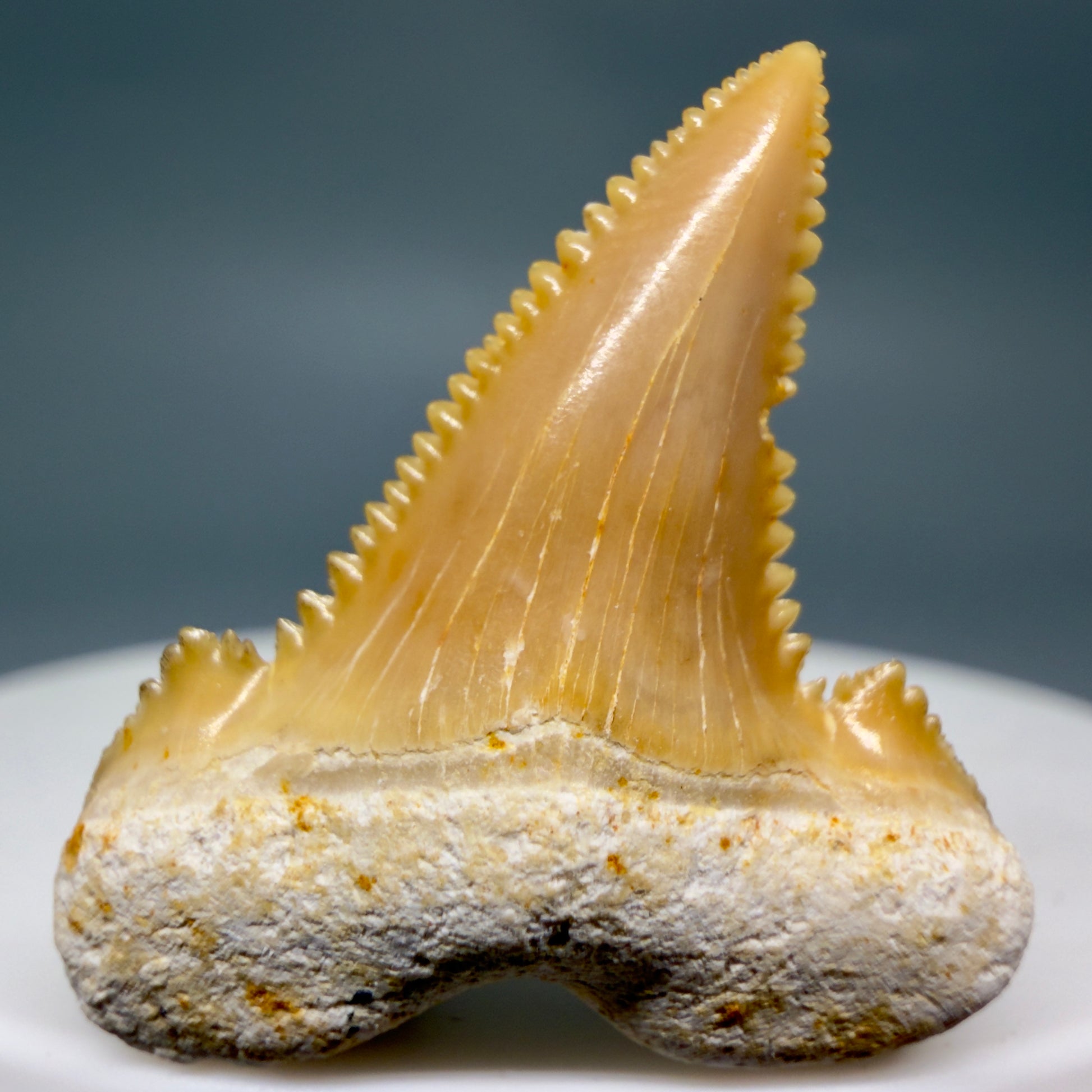 Front View Colorful, serrated 1.20" Fossil Carcharocles sokolowi (auriculatus) Shark Tooth - Western Sahara AU400 - 3