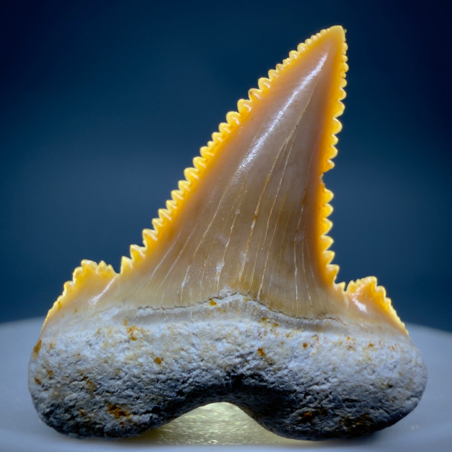 Front View Colorful, serrated 1.20" Fossil Carcharocles sokolowi (auriculatus) Shark Tooth - Western Sahara AU400