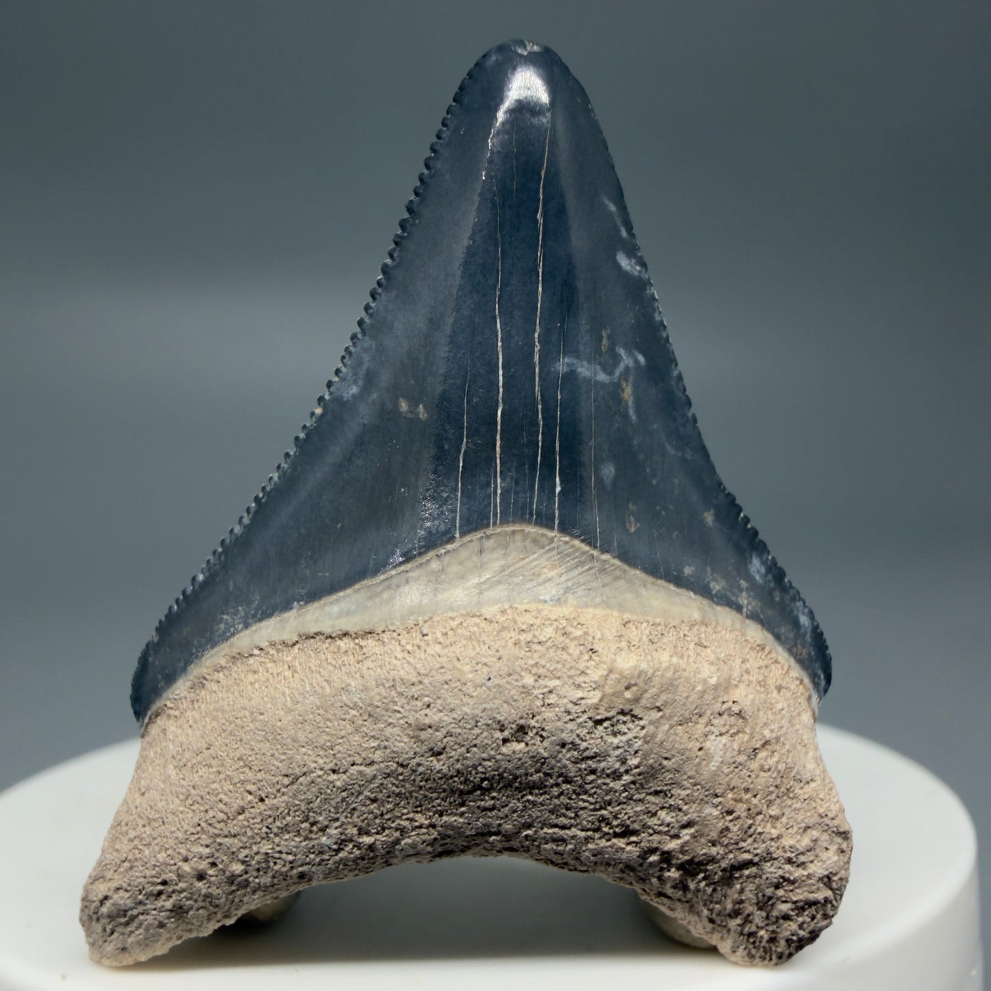 Front View Colorful, serrated 1.82" Fossil Megalodon Shark Tooth - Bone Valley, Florida CM6203