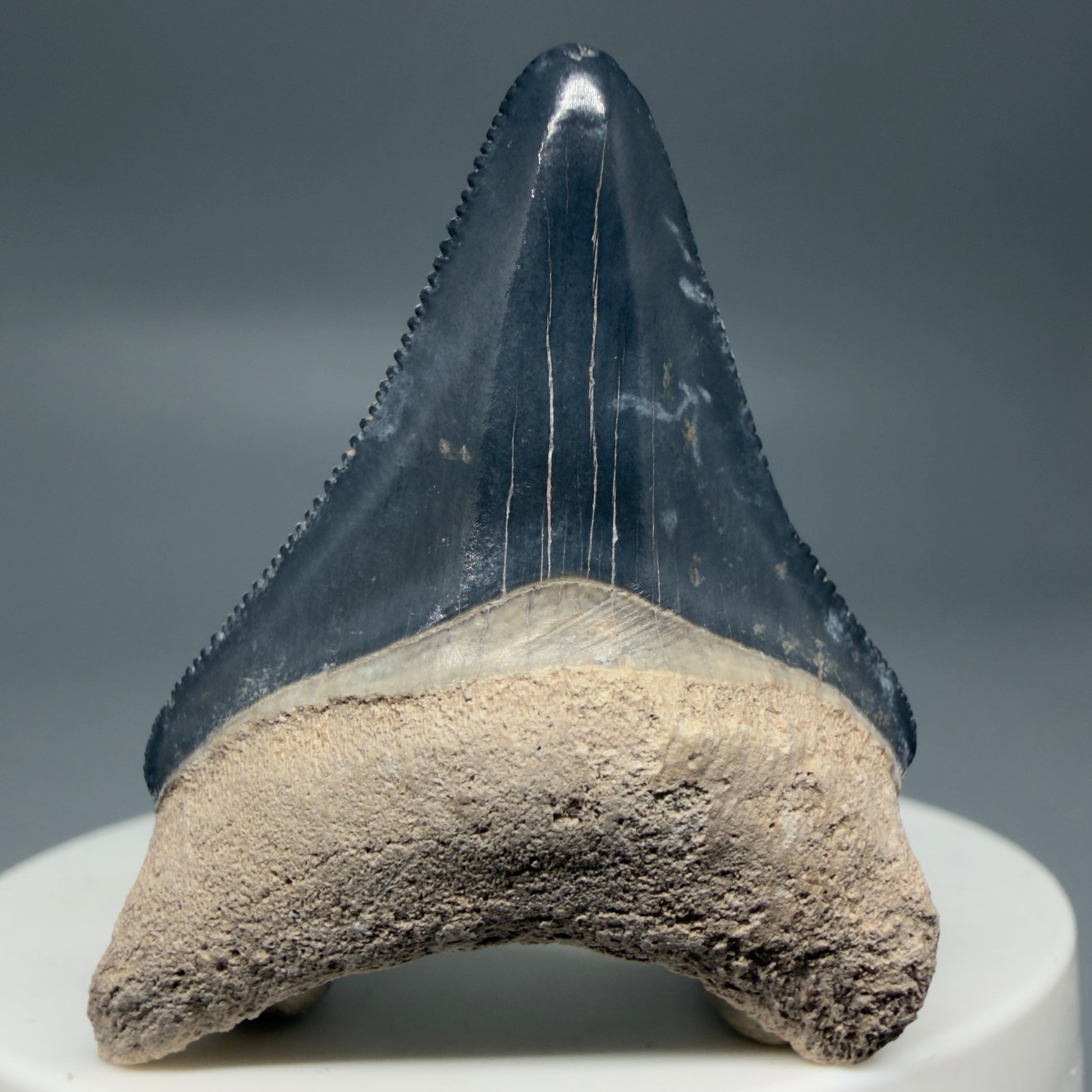 Front View Colorful, serrated 1.82" Fossil Megalodon Shark Tooth - Bone Valley, Florida CM6203