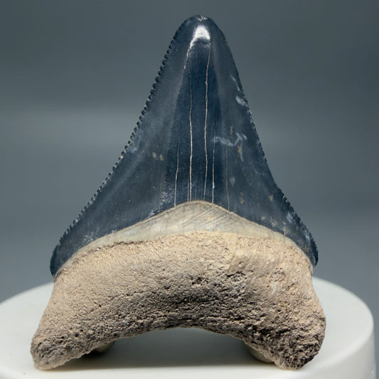 Front View Colorful, serrated 1.82" Fossil Megalodon Shark Tooth - Bone Valley, Florida CM6203
