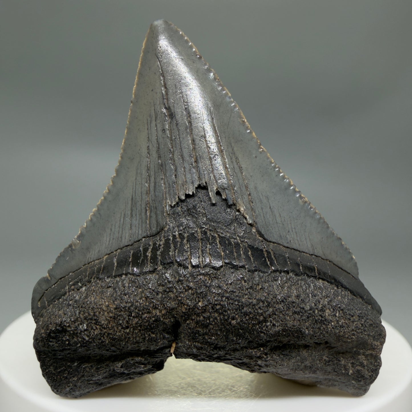 Front View Colorful, serrated 2.00" Colorful Fossil Megalodon Tooth – South Carolina River Find | Authentic CM6345
