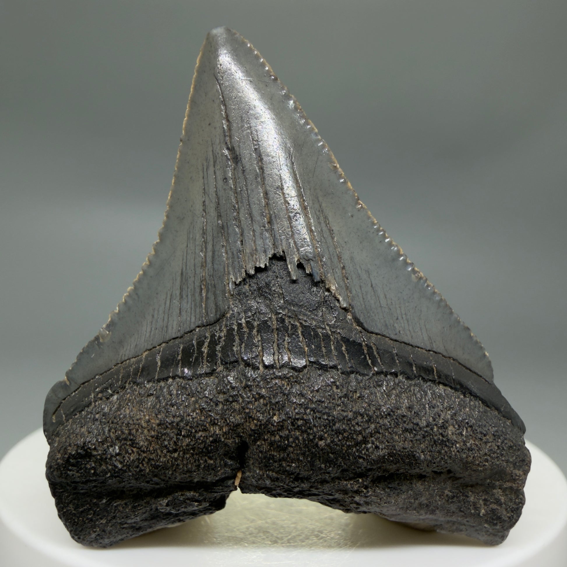 Front View Colorful, serrated 2.00" Colorful Fossil Megalodon Tooth – South Carolina River Find | Authentic CM6345