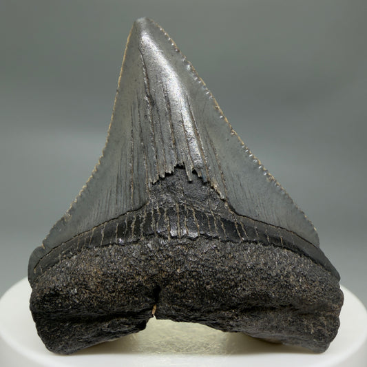 Front View Colorful, serrated 2.00" Colorful Fossil Megalodon Tooth – South Carolina River Find | Authentic CM6345