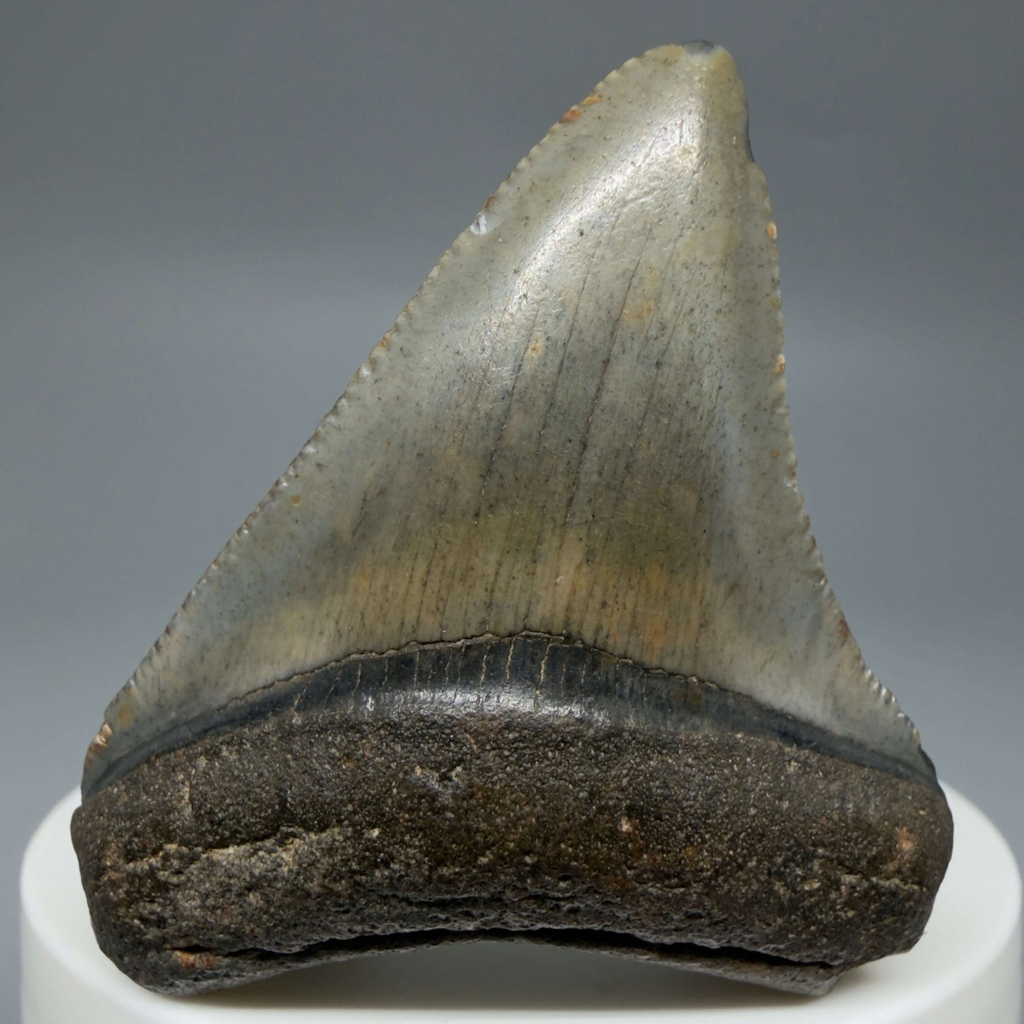Front View Colorful, serrated 2.08" Fossil Megalodon Tooth – South Carolina River Find | Authentic CM6432