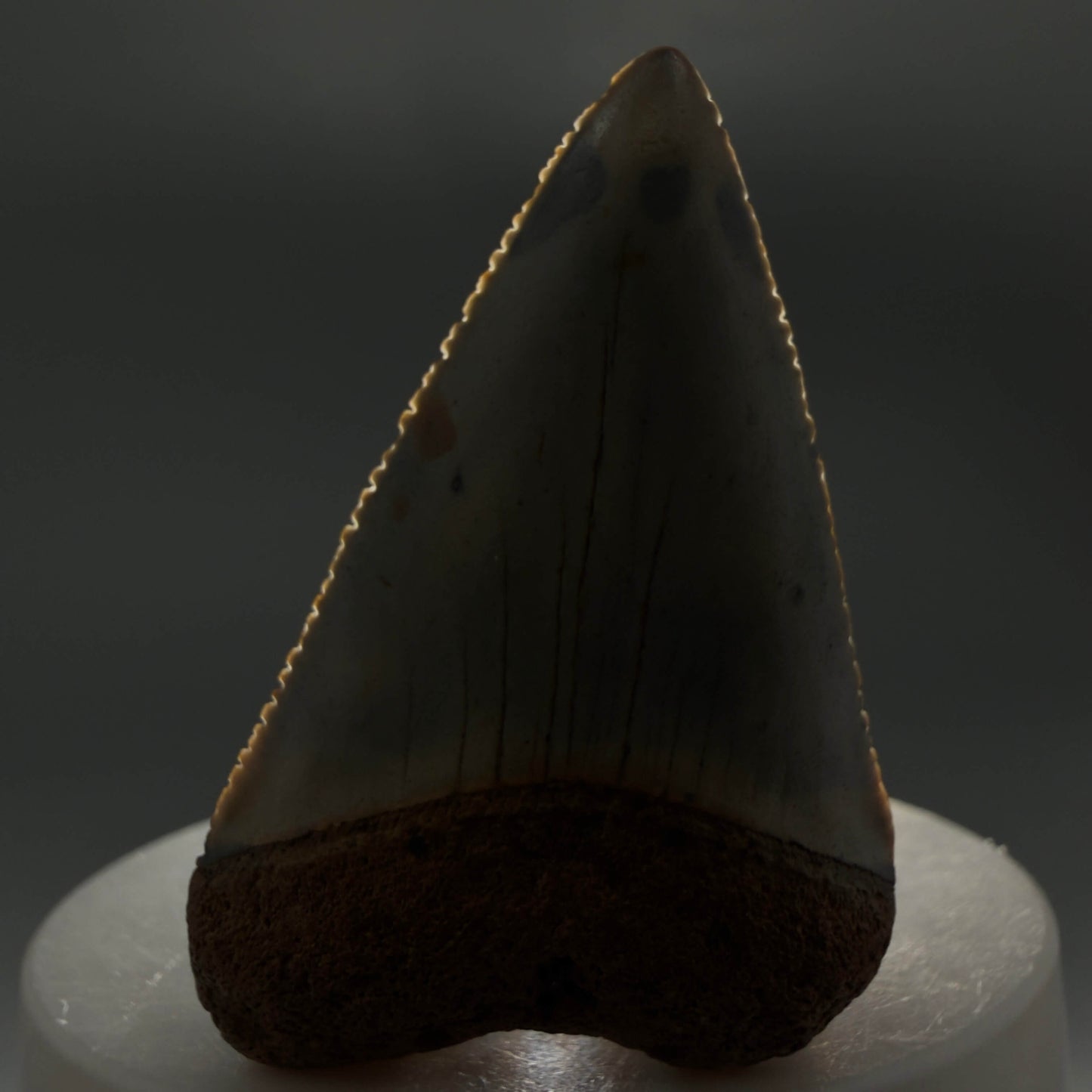 Front View Colorful, serrated 2.12" Fossil Great White Shark Tooth - from North Carolina GW1367 - 1