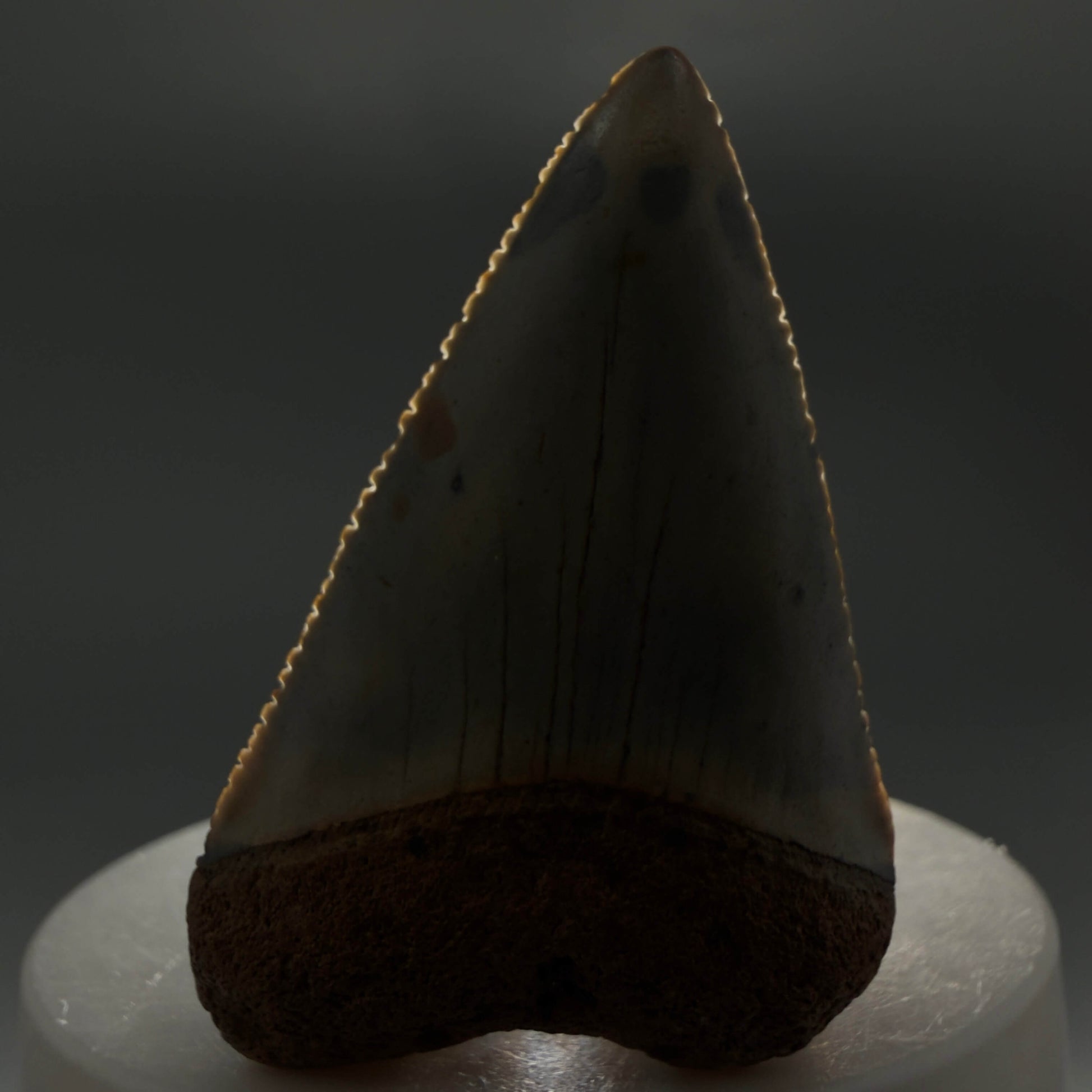 Front View Colorful, serrated 2.12" Fossil Great White Shark Tooth - from North Carolina GW1367 - 1