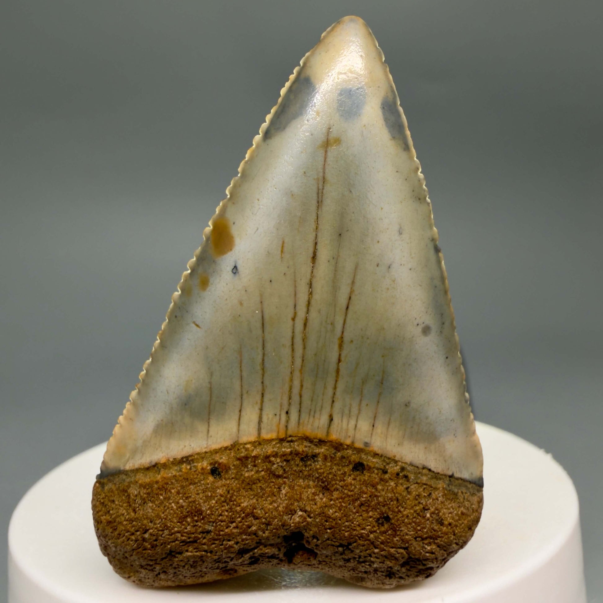 Front View Colorful, serrated 2.12" Fossil Great White Shark Tooth - from North Carolina GW1367
