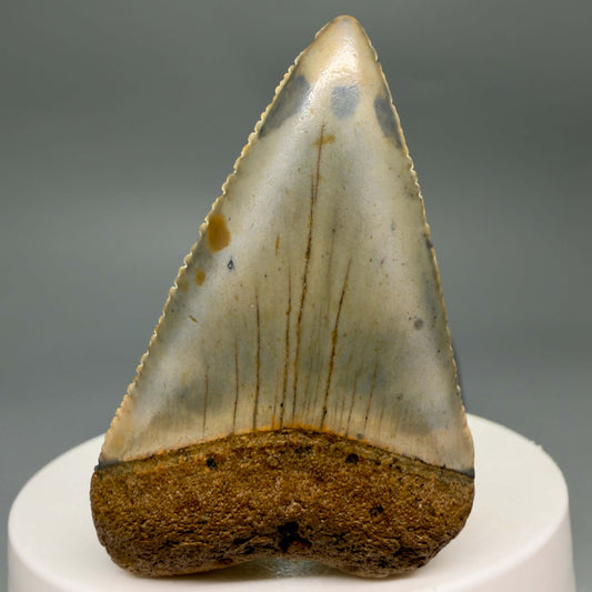 Front View Colorful, serrated 2.12" Fossil Great White Shark Tooth - from North Carolina GW1367