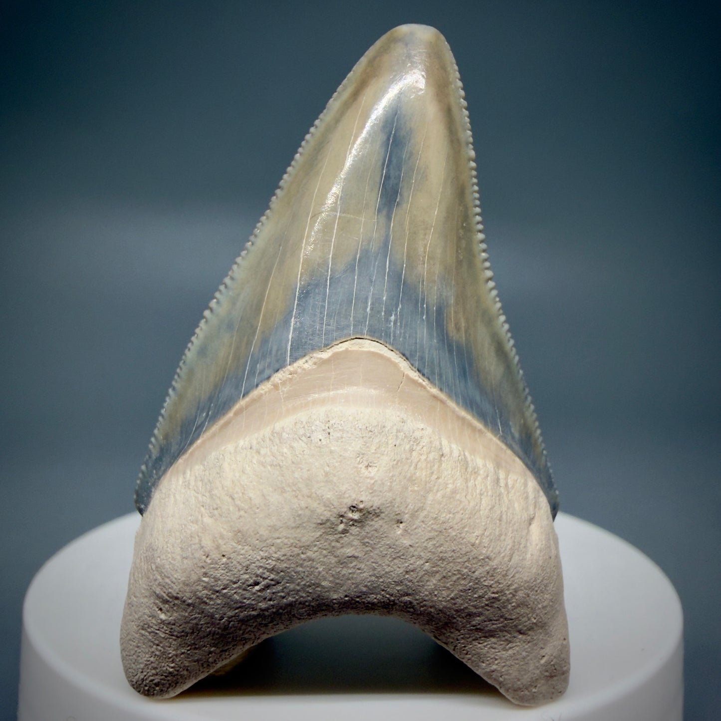 Front View Colorful, serrated 2.15" Fossil Megalodon Shark Tooth - Bone Valley, Florida CM6205