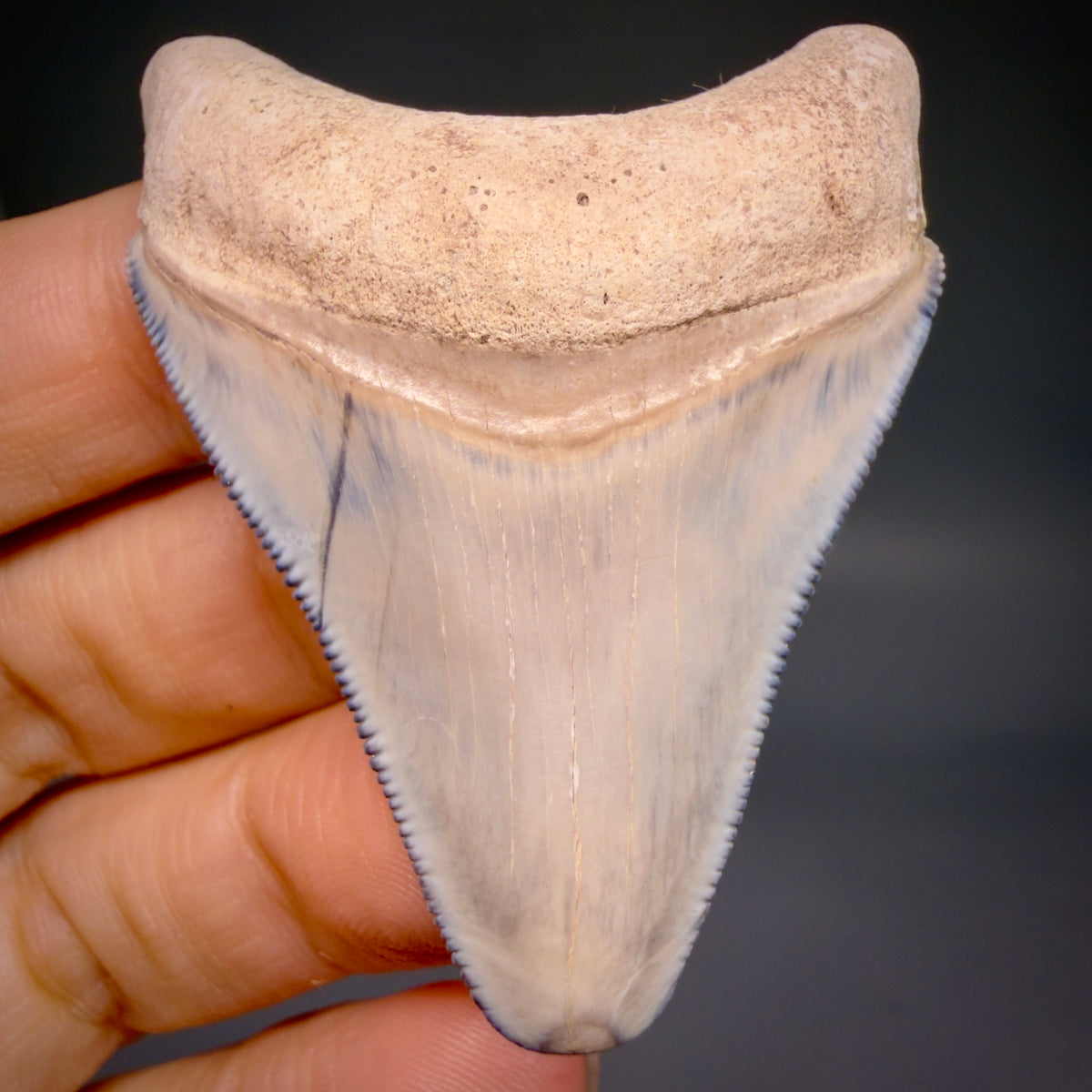 Front View Colorful, serrated 2.15" Fossil Megalodon Shark Tooth - Bone Valley, Florida megalodonteeth.com CM6742