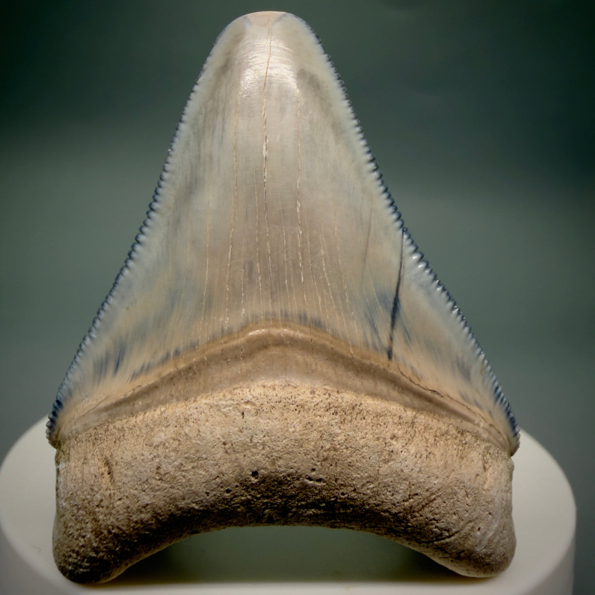 Front View Colorful, serrated 2.15" Fossil Megalodon Shark Tooth - Bone Valley, Florida megalodonteeth.com CM6742 - 1