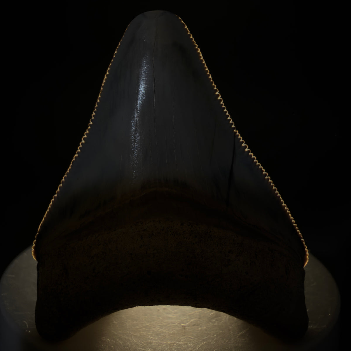 Front View Colorful, serrated 2.15" Fossil Megalodon Shark Tooth - Bone Valley, Florida megalodonteeth.com CM6742 - 2