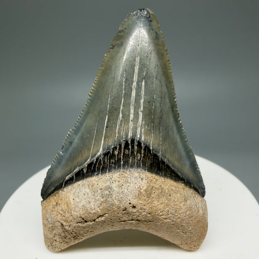 Front View Colorful, serrated 2.19" Fossil Megalodon Shark Tooth - Bone Valley, Florida CM5855