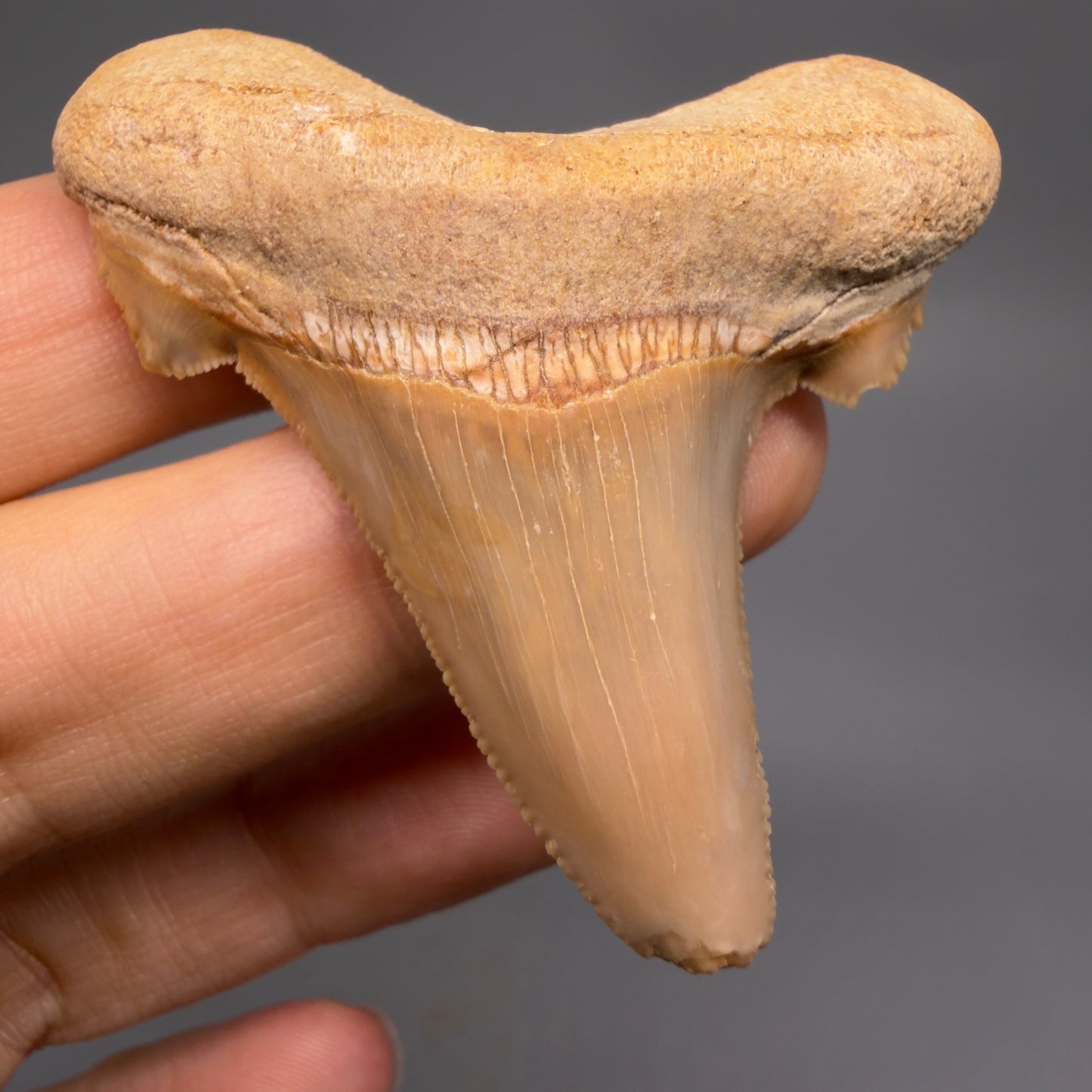 Front View Colorful, serrated 2.20" Fossil Carcharocles sokolowi (auriculatus) Shark Tooth - Western Sahara AU401 - 1