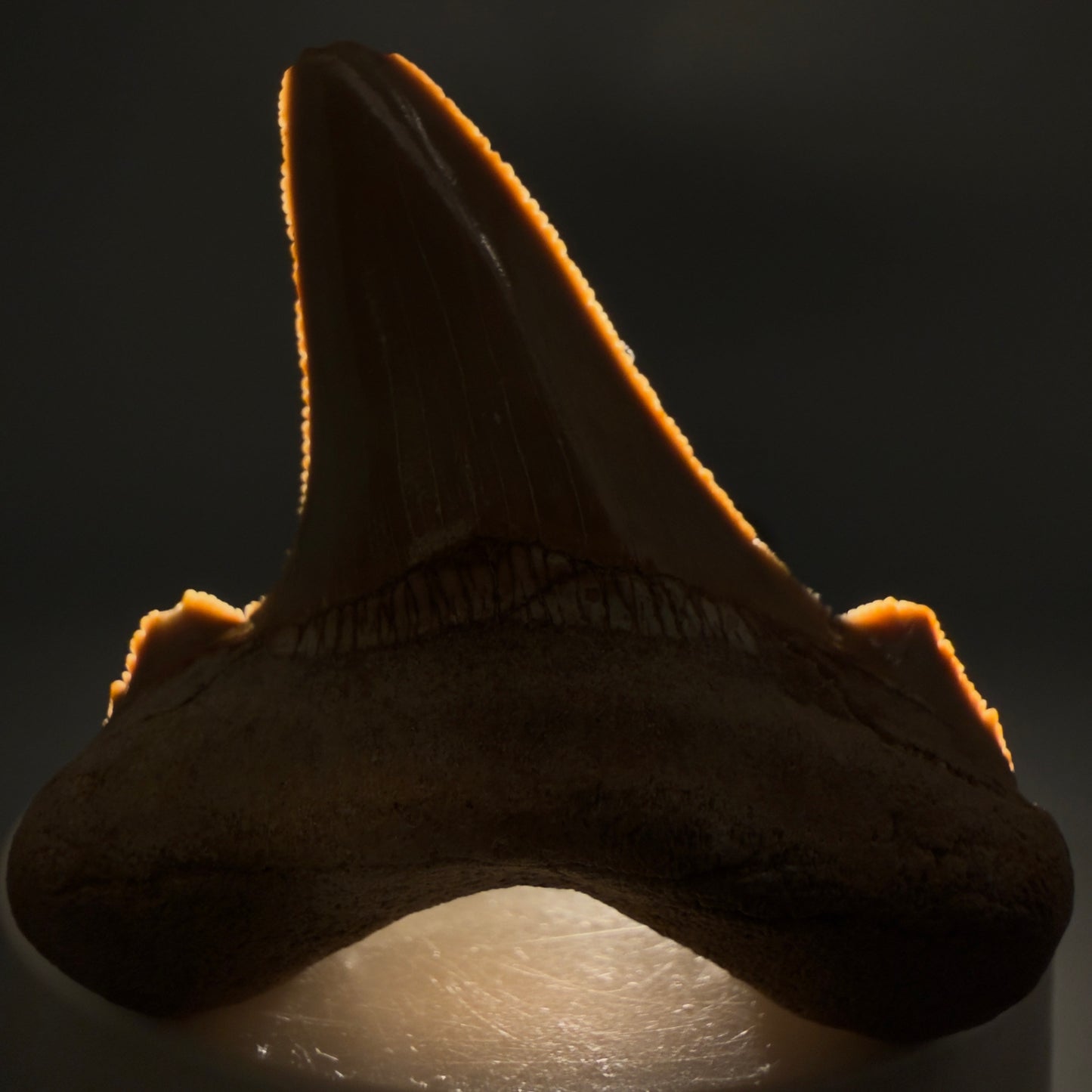 Front View Colorful, serrated 2.20" Fossil Carcharocles sokolowi (auriculatus) Shark Tooth - Western Sahara AU401 - 2