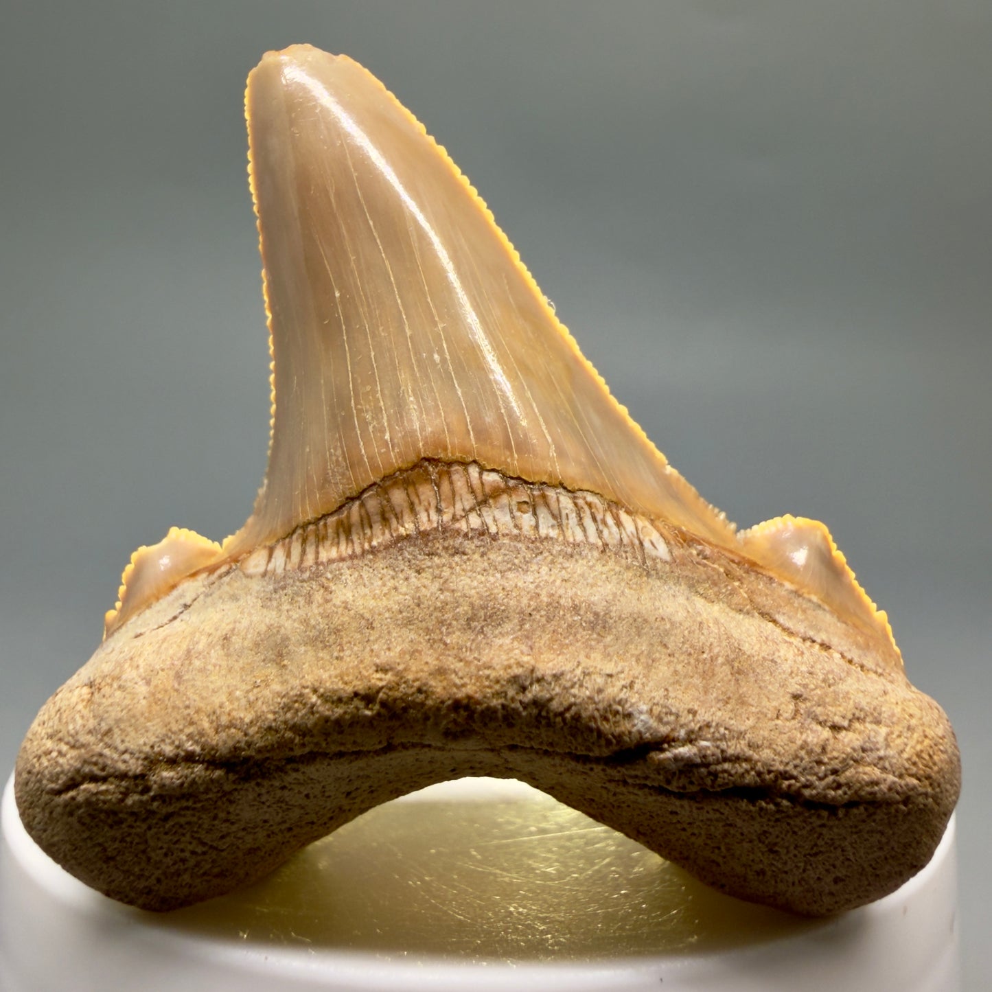Front View Colorful, serrated 2.20" Fossil Carcharocles sokolowi (auriculatus) Shark Tooth - Western Sahara AU401 - 3