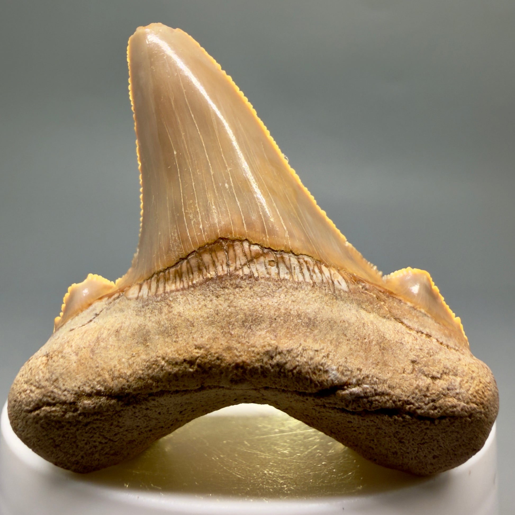 Front View Colorful, serrated 2.20" Fossil Carcharocles sokolowi (auriculatus) Shark Tooth - Western Sahara AU401 - 3