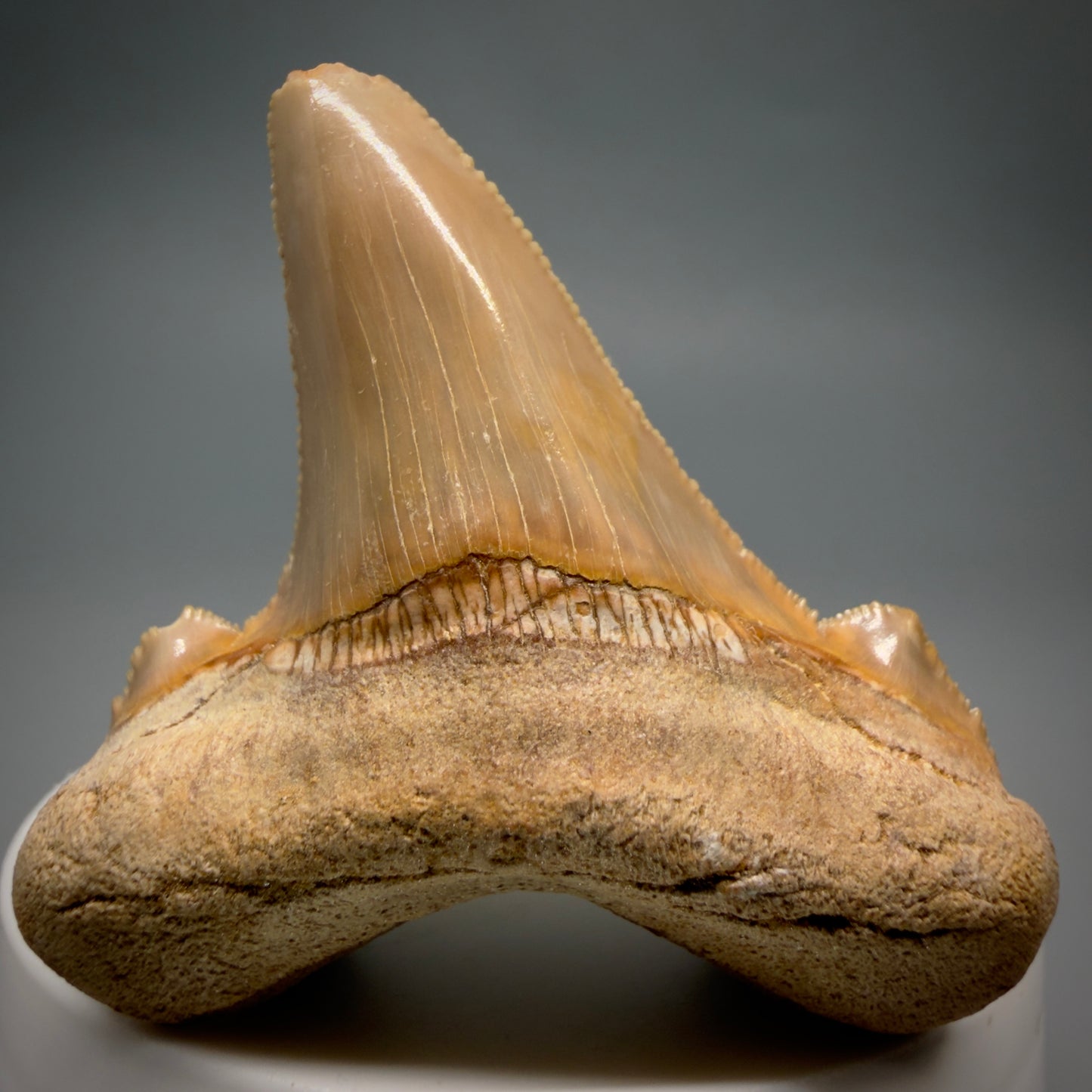 Front View Colorful, serrated 2.20" Fossil Carcharocles sokolowi (auriculatus) Shark Tooth - Western Sahara AU401