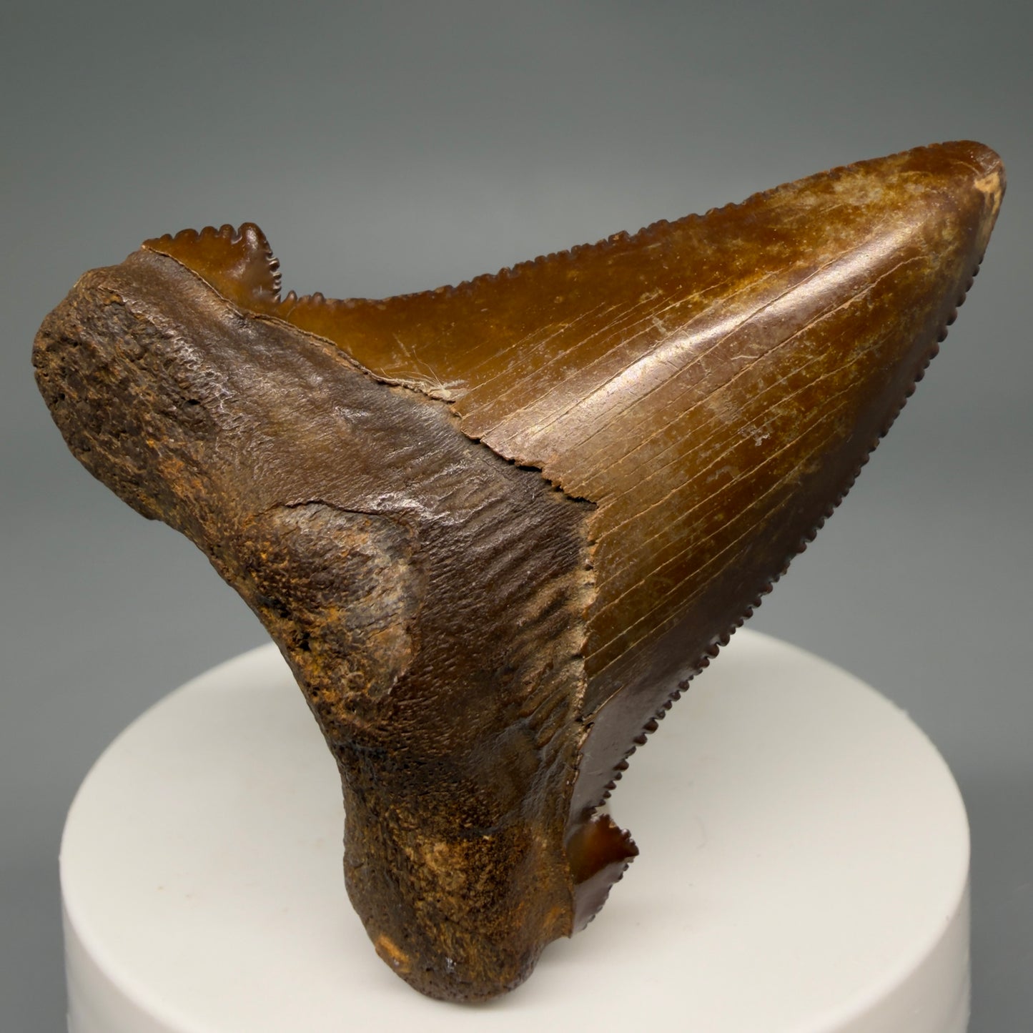 Front View Colorful, serrated 2.30" Fossil Carcharocles Sokolowi Shark Tooth - Suwannee River, Florida AU405 - 1