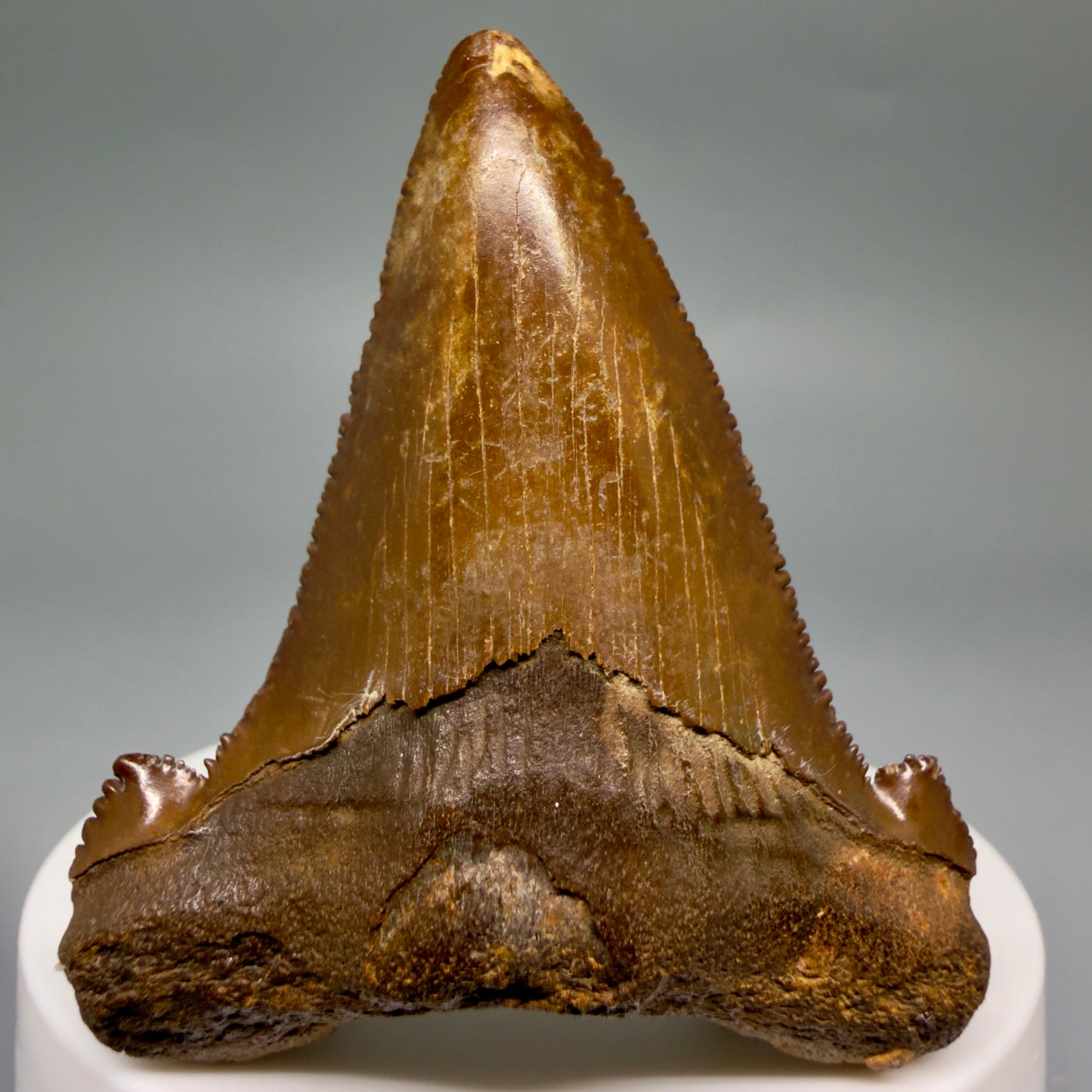 Front View Colorful, serrated 2.30" Fossil Carcharocles Sokolowi Shark Tooth - Suwannee River, Florida AU405 - 2