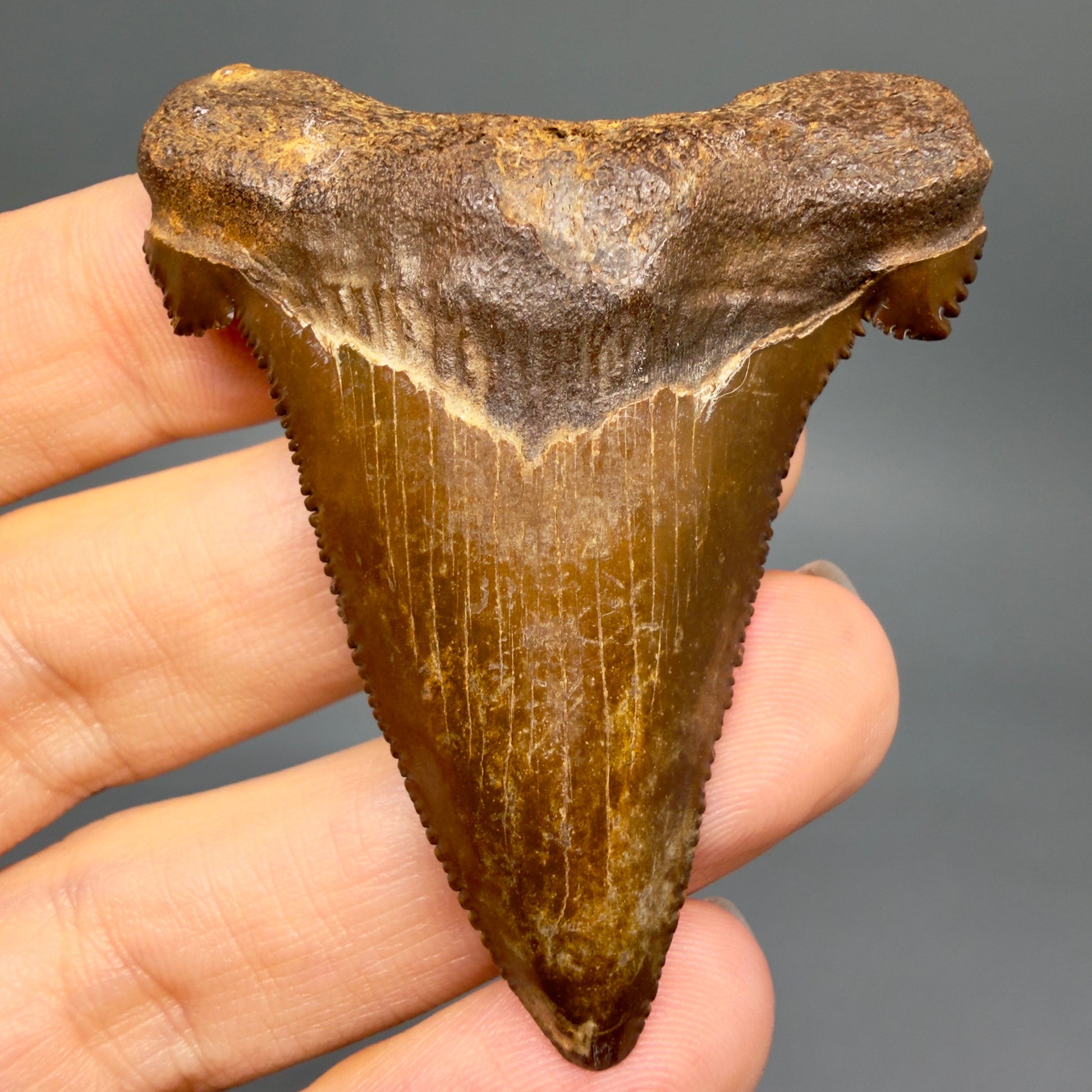 Front View Colorful, serrated 2.30" Fossil Carcharocles Sokolowi Shark Tooth - Suwannee River, Florida AU405