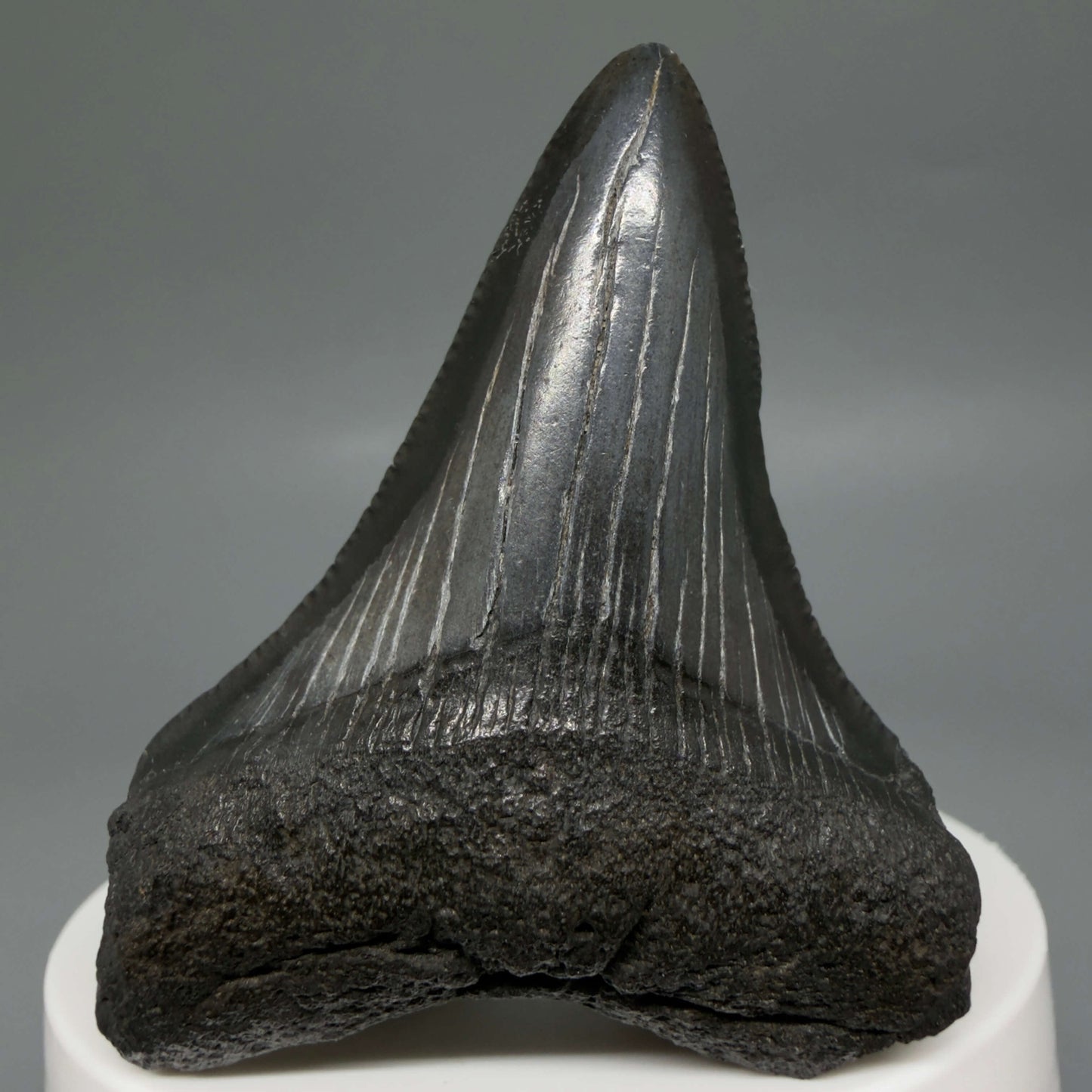 Front View Colorful, serrated 2.37" Fossil Megalodon Tooth – South Carolina River Find | Authentic CM6439