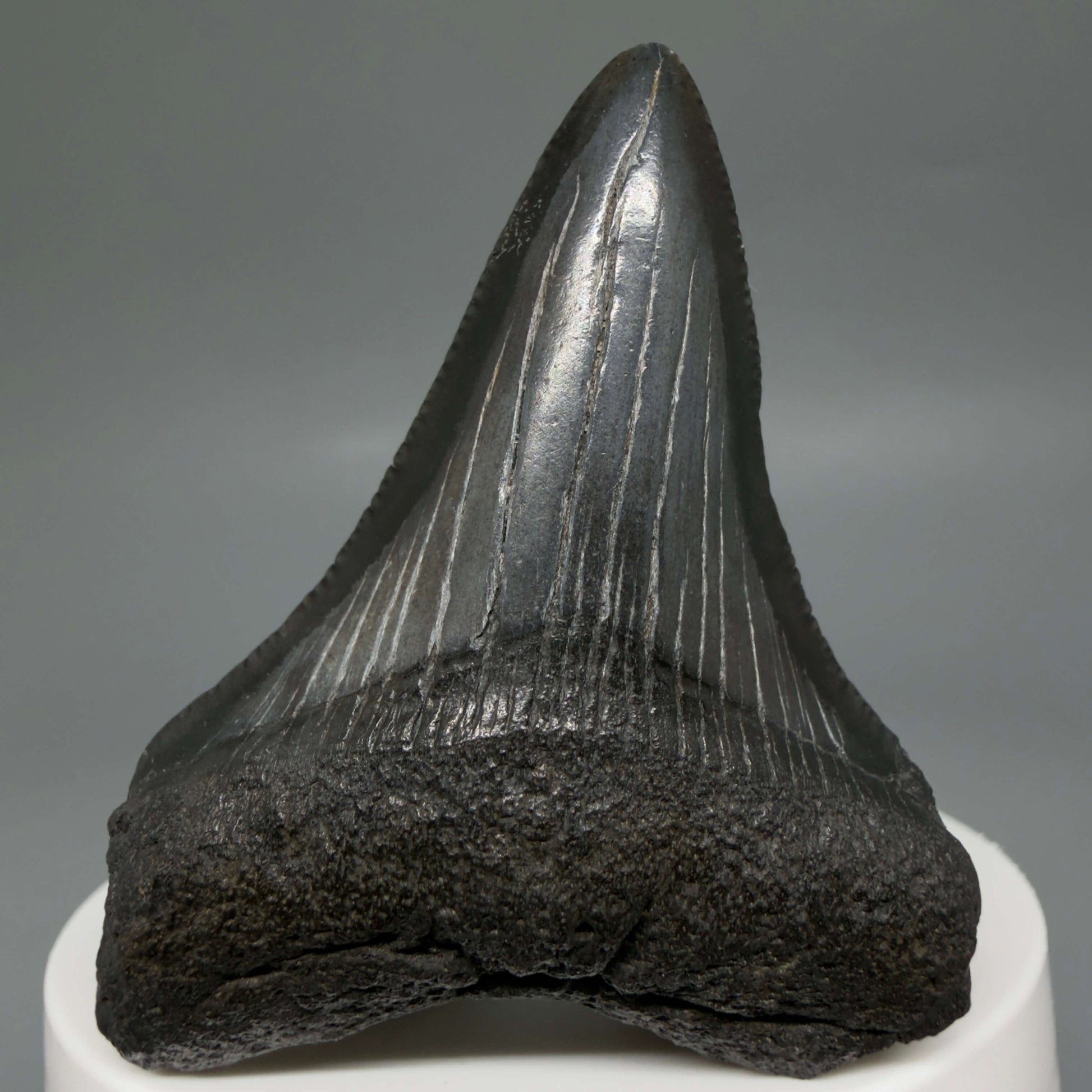Front View Colorful, serrated 2.37" Fossil Megalodon Tooth – South Carolina River Find | Authentic CM6439