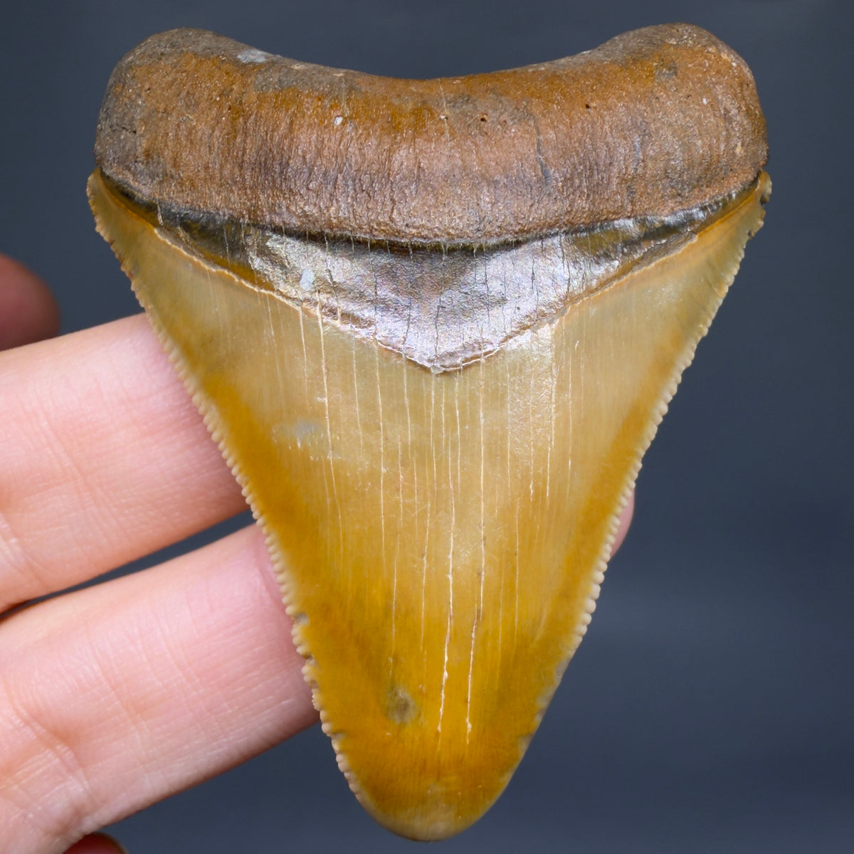 Front View Colorful, serrated 2.40" Fossil Megalodon Shark Tooth - Bone Valley, Florida megalodonteeth.com CM6744 CM6744