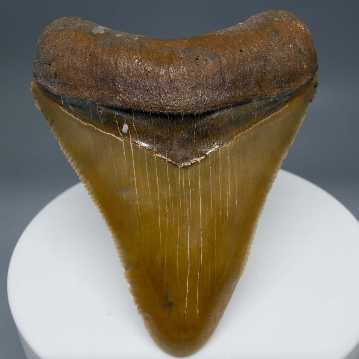 Front View Colorful, serrated 2.40" Fossil Megalodon Shark Tooth - Bone Valley, Florida megalodonteeth.com CM6744 CM6744 - 1
