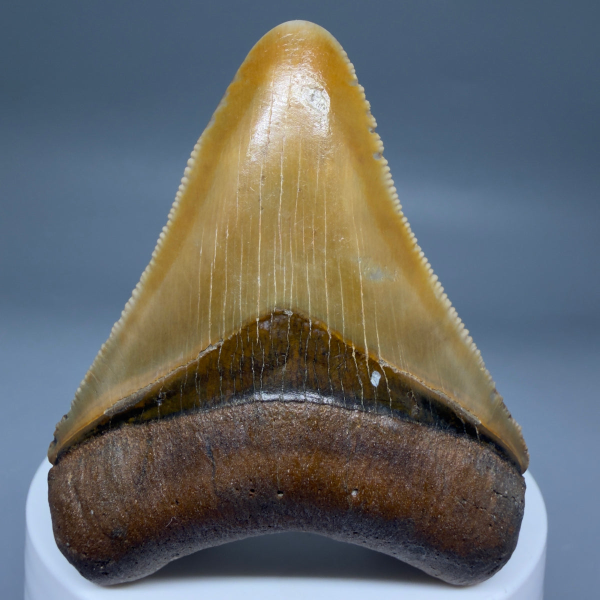 Front View Colorful, serrated 2.40" Fossil Megalodon Shark Tooth - Bone Valley, Florida megalodonteeth.com CM6744 CM6744 - 2