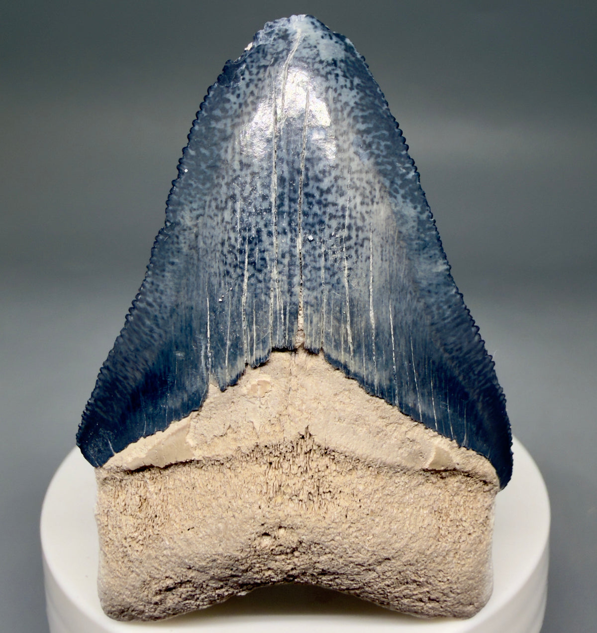 Front View Colorful, serrated 2.47" Fossil Megalodon Shark Tooth - Bone Valley, Florida megalodonteeth.com CM6743