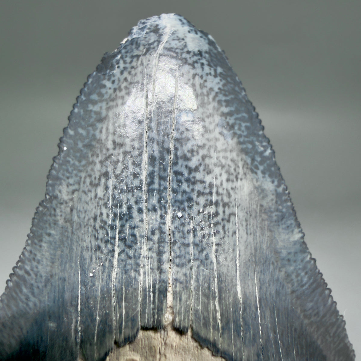 Front View Colorful, serrated 2.47" Fossil Megalodon Shark Tooth - Bone Valley, Florida megalodonteeth.com CM6743 - 1