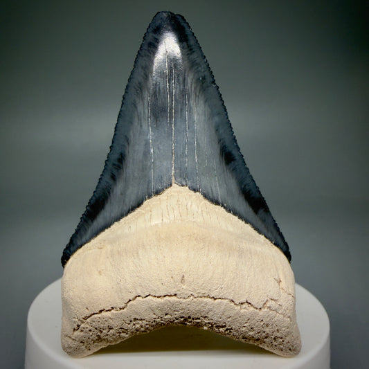 Front View Colorful, serrated 2.63" Fossil Megalodon Shark Tooth - Bone Valley, Florida CM6013